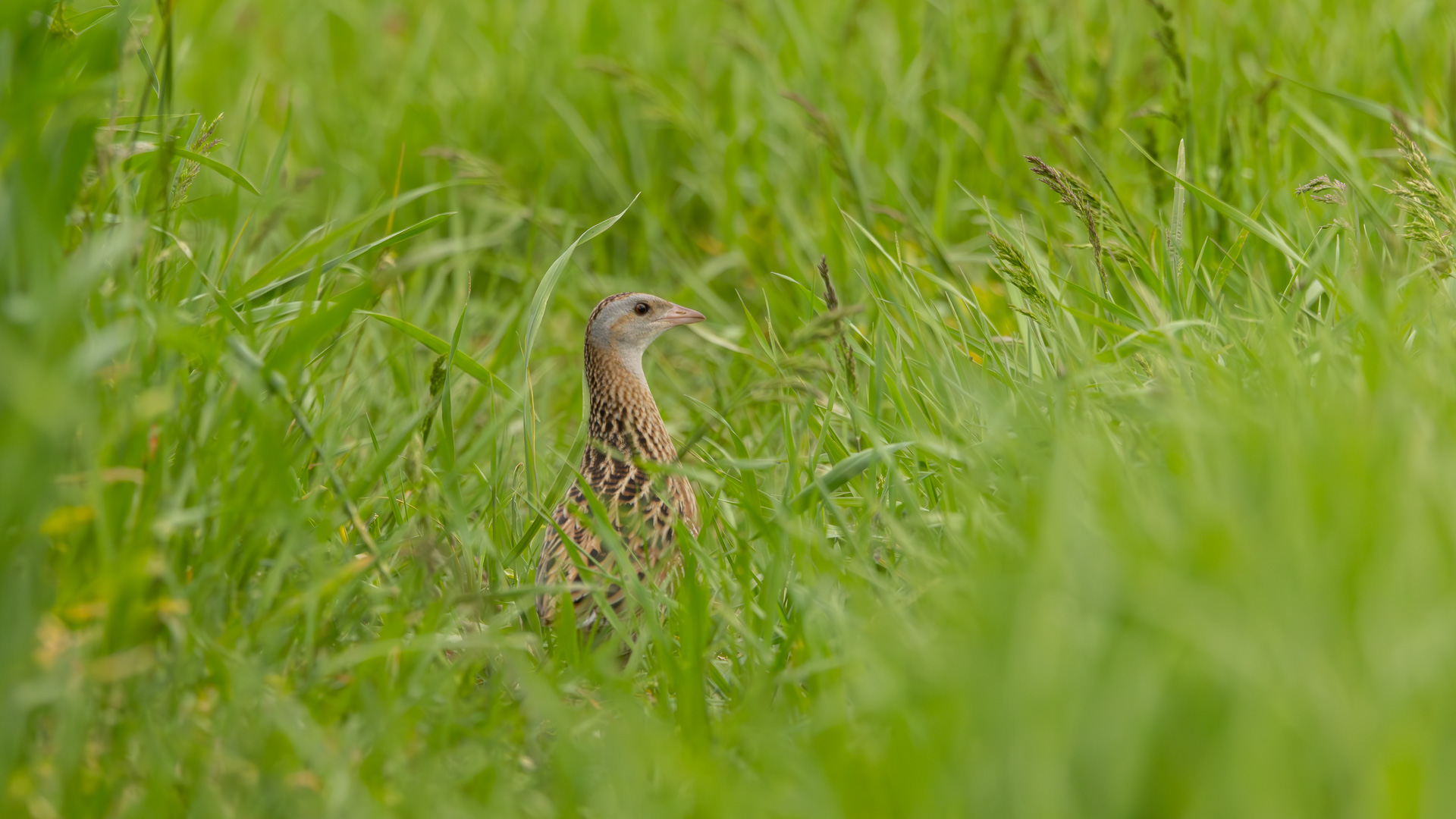 Bıldırcınkılavuzu » Corn Crake » Crex crex