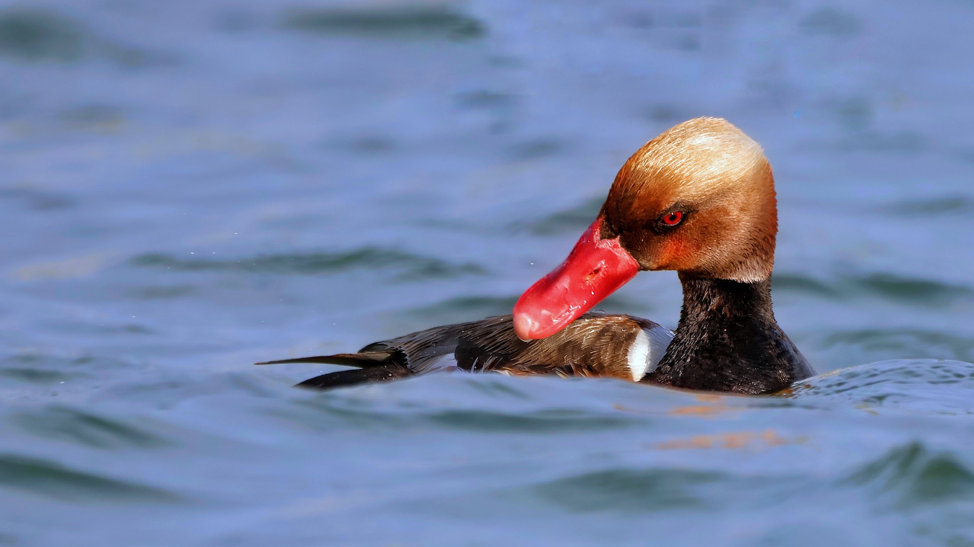 Macar ördeği » Red-crested Pochard » Netta rufina