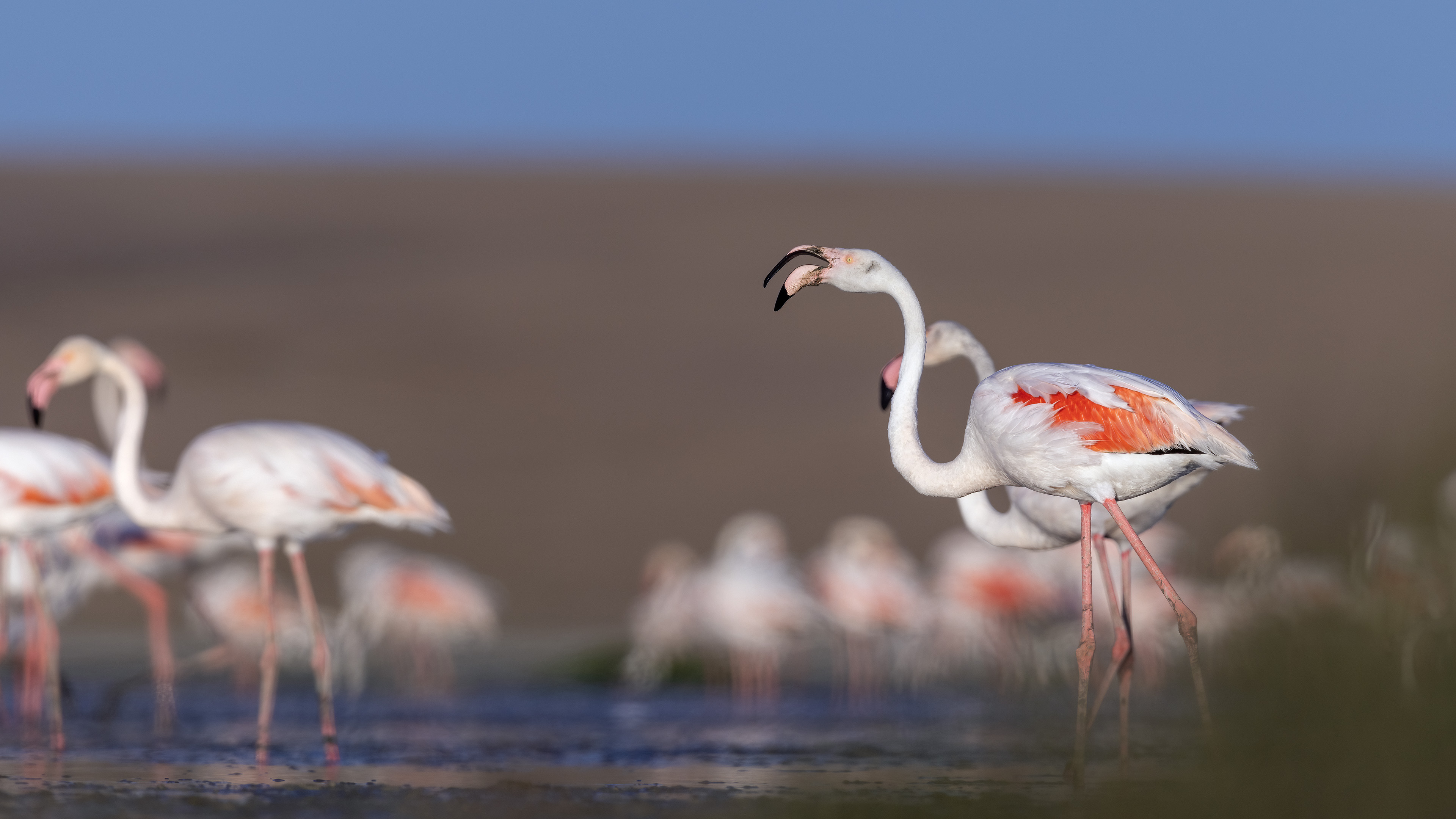 Flamingo » Greater Flamingo » Phoenicopterus roseus