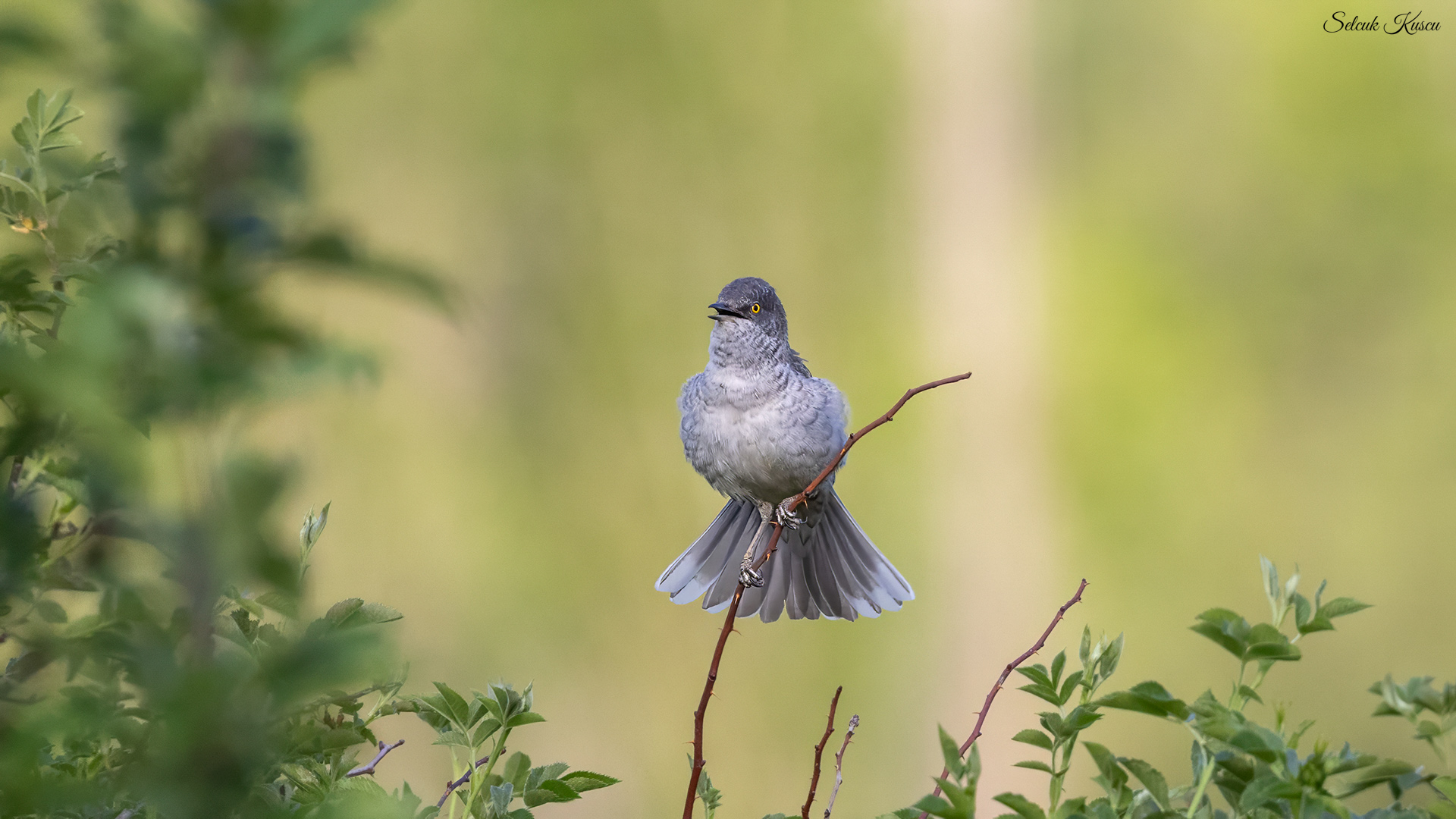 Çizgili ötleğen » Barred Warbler » Sylvia nisoria