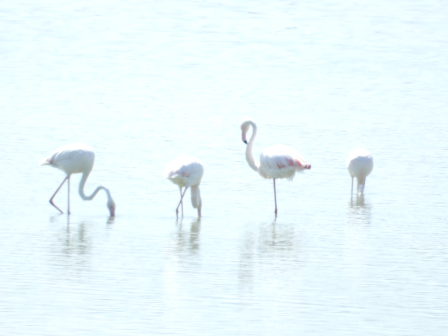 Flamingo