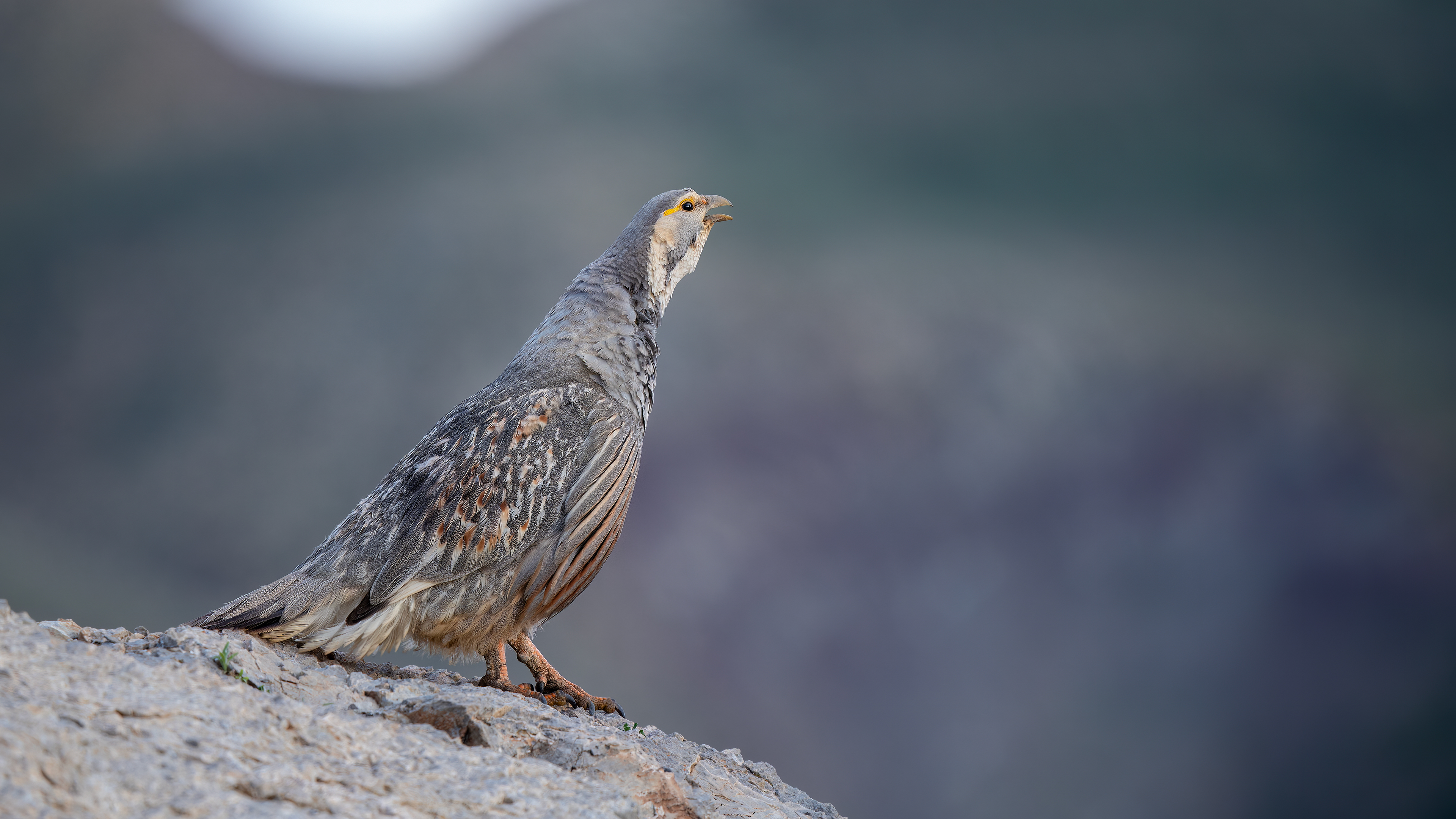 Urkeklik » Caspian Snowcock » Tetraogallus caspius