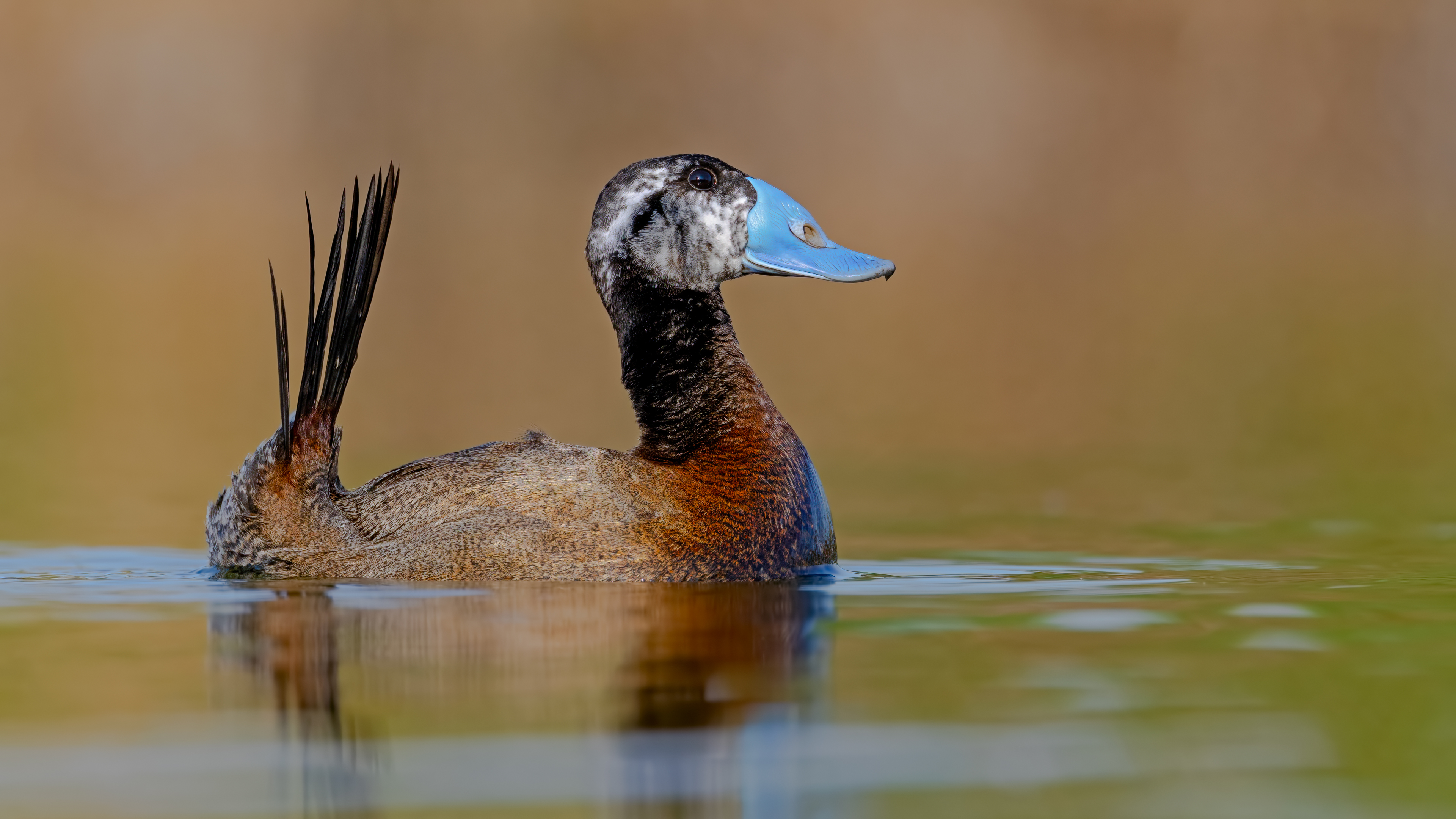 Dikkuyruk » White-headed Duck » Oxyura leucocephala