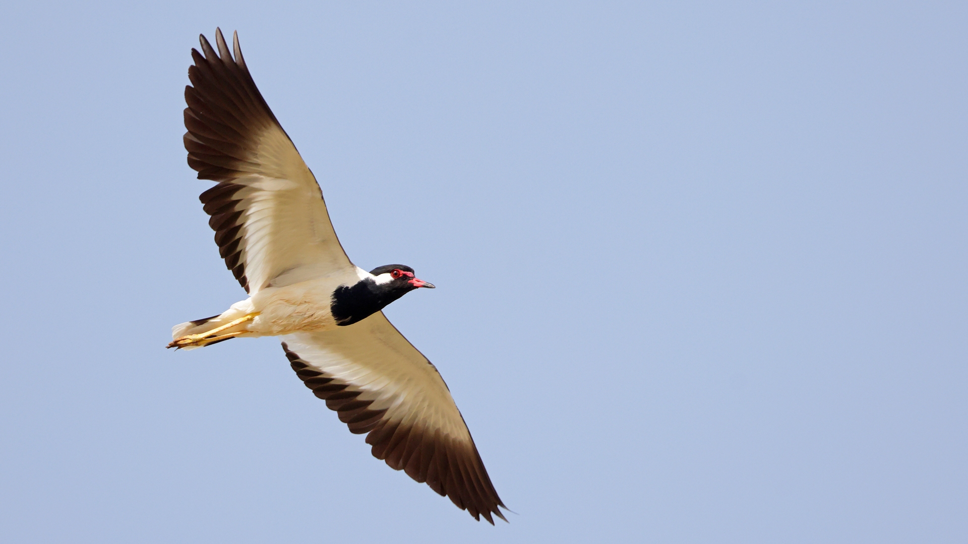 Büyük kızkuşu » Red-wattled Lapwing » Vanellus indicus