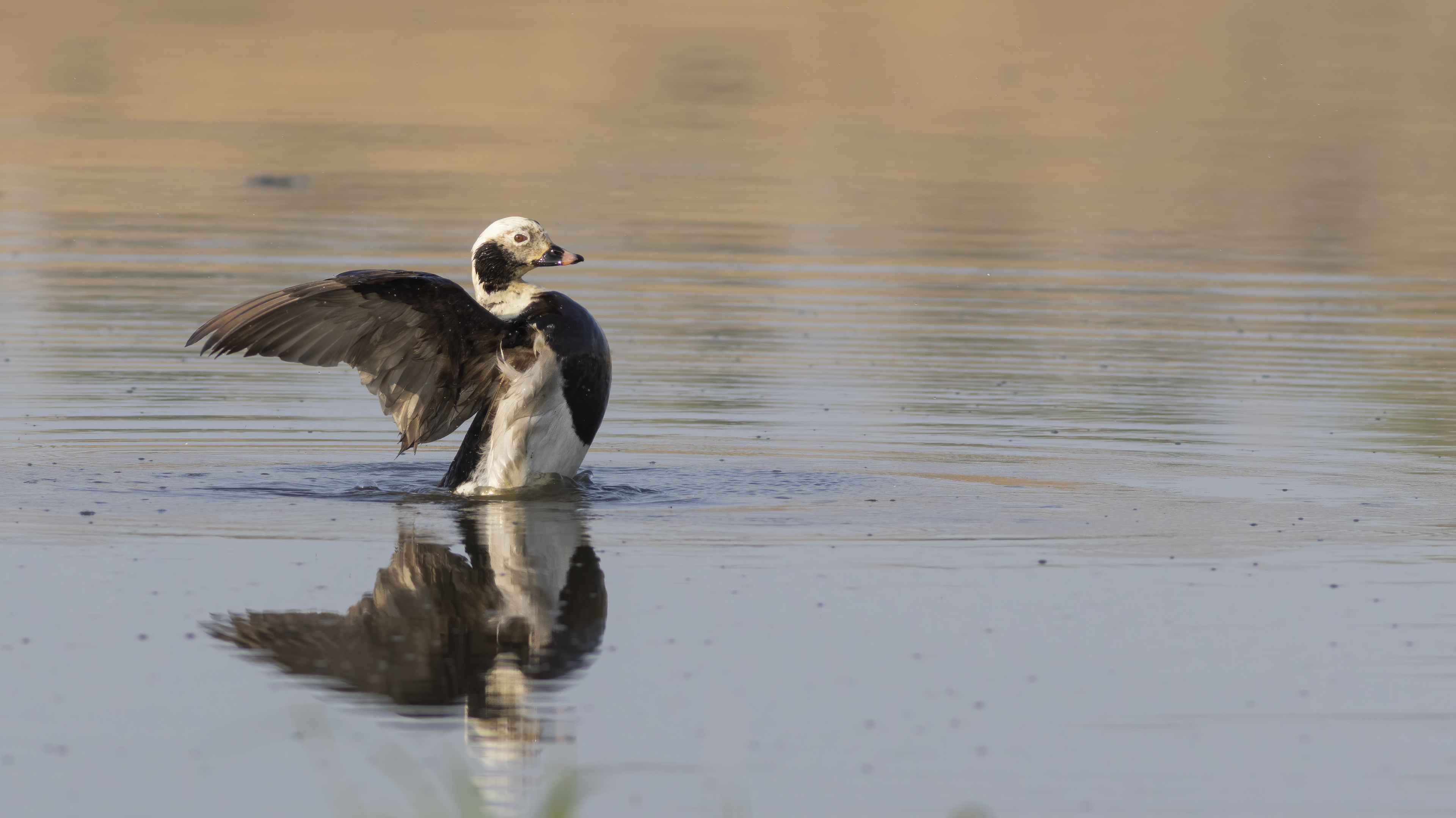 Telkuyruk » Long-tailed Duck » Clangula hyemalis