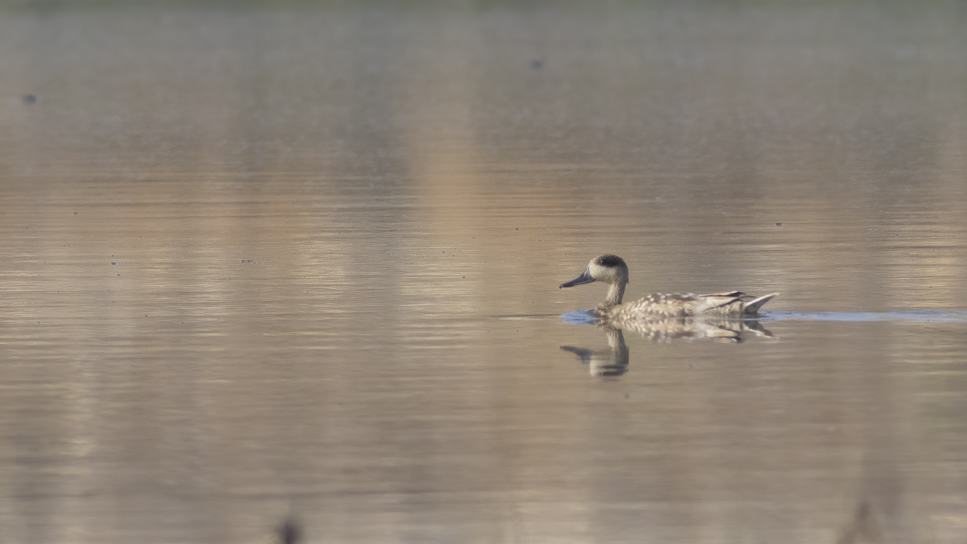 Yaz ördeği » Marbled Duck » Marmaronetta angustirostris