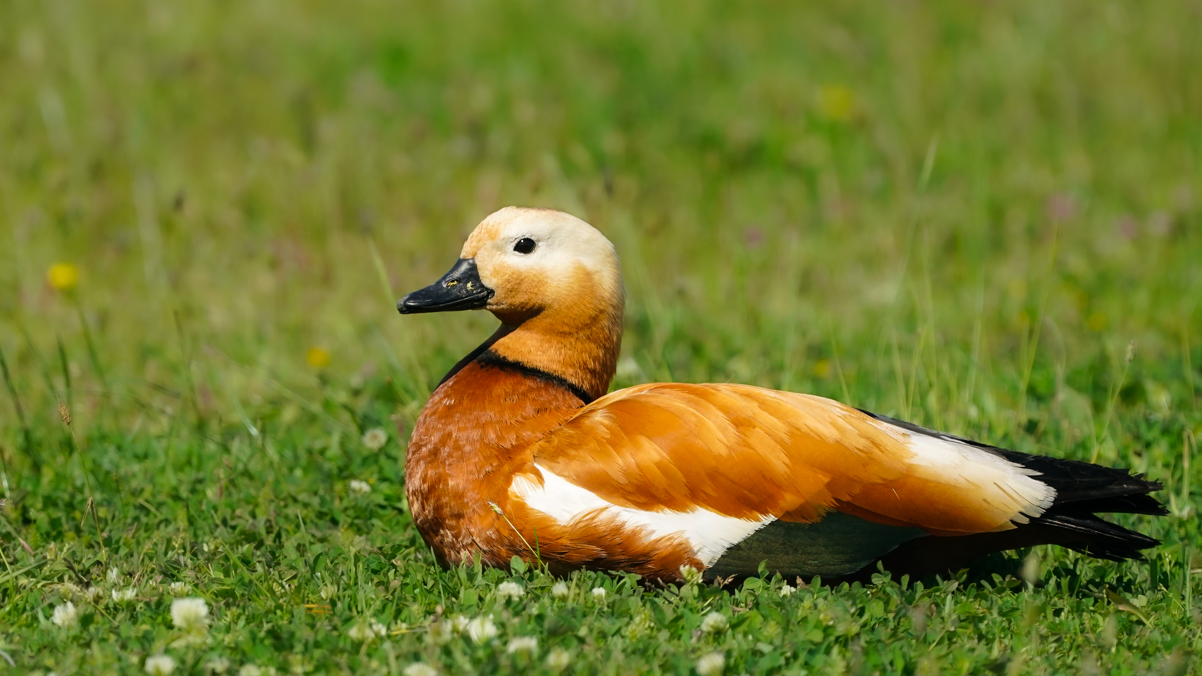Angıt » Ruddy Shelduck » Tadorna ferruginea