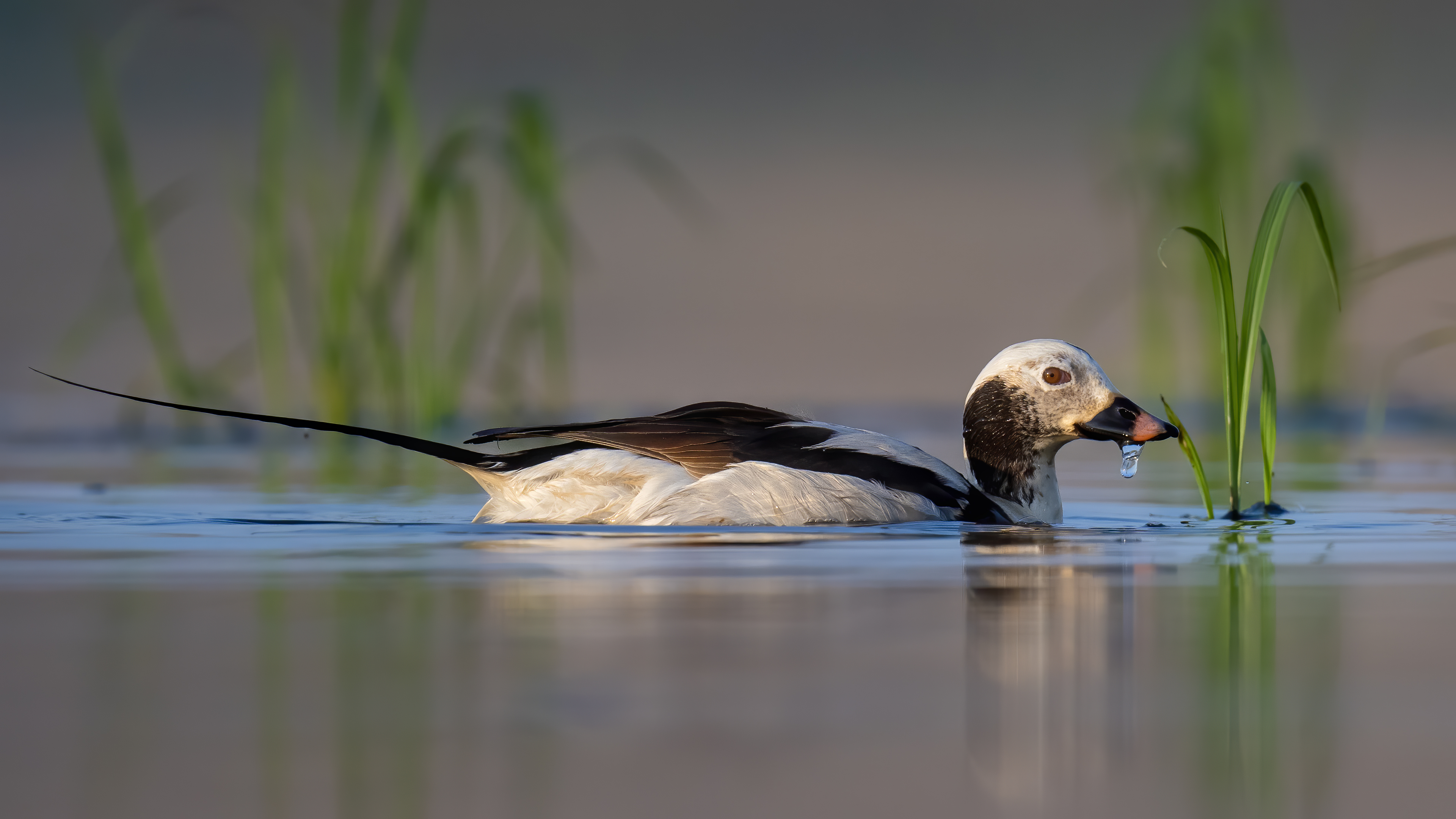 Telkuyruk » Long-tailed Duck » Clangula hyemalis