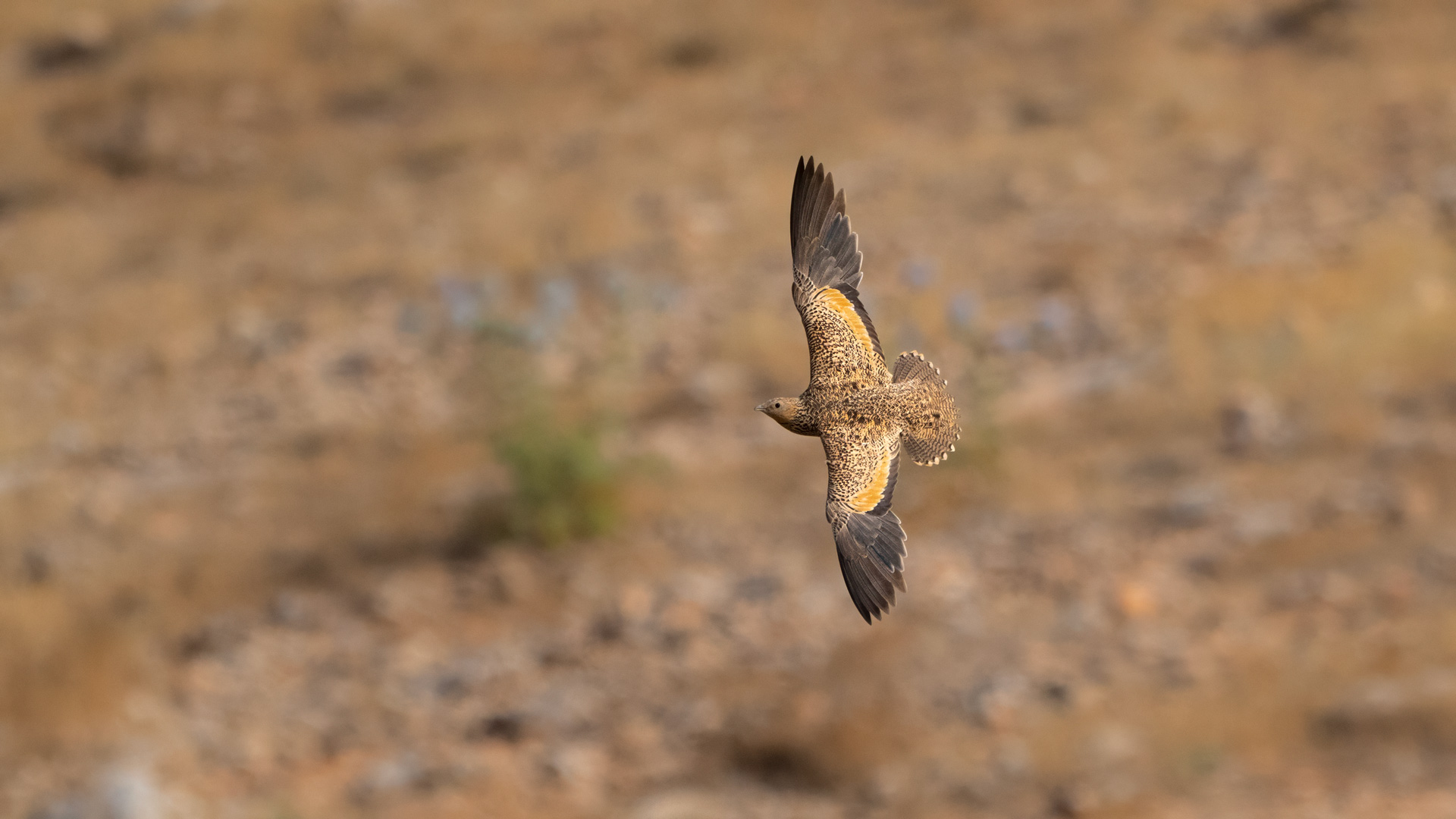 Bağırtlak » Black-bellied Sandgrouse » Pterocles orientalis