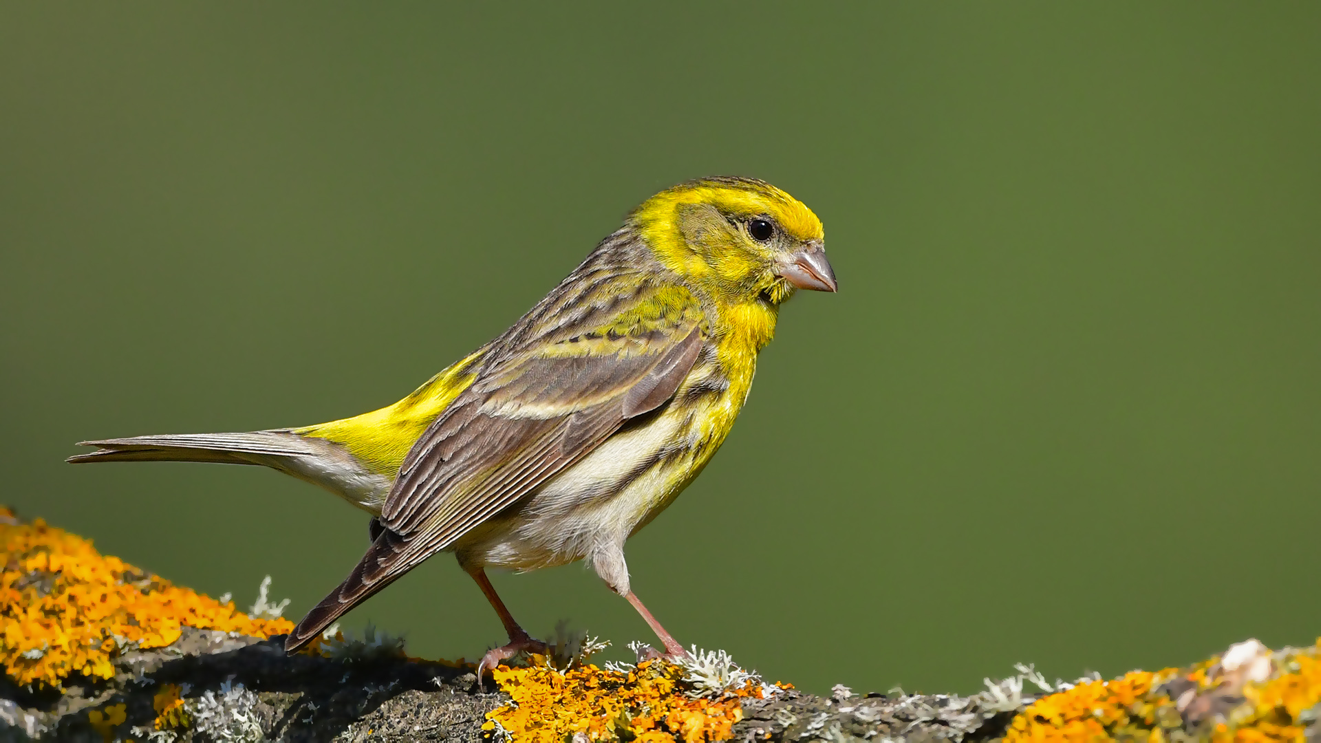 Küçük iskete » European Serin » Serinus serinus