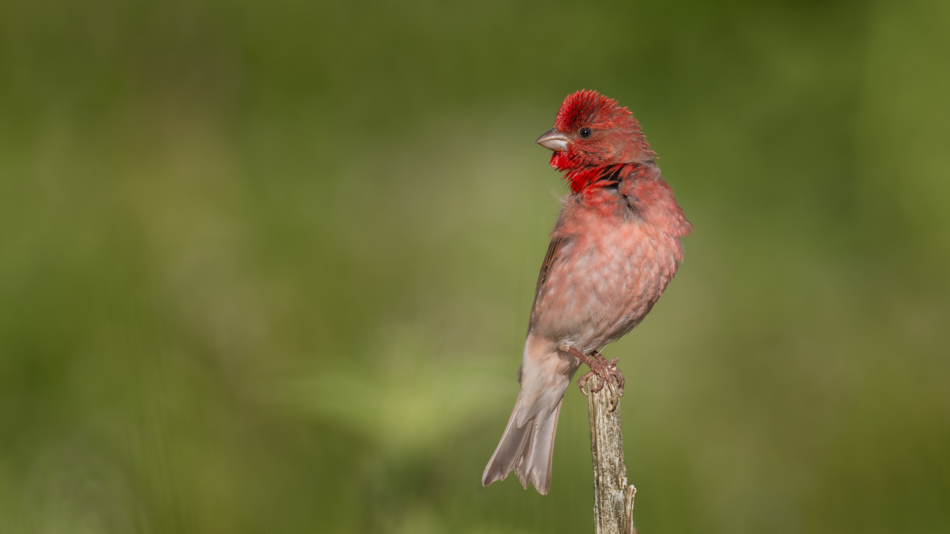 Çütre » Common Rosefinch » Carpodacus erythrinus