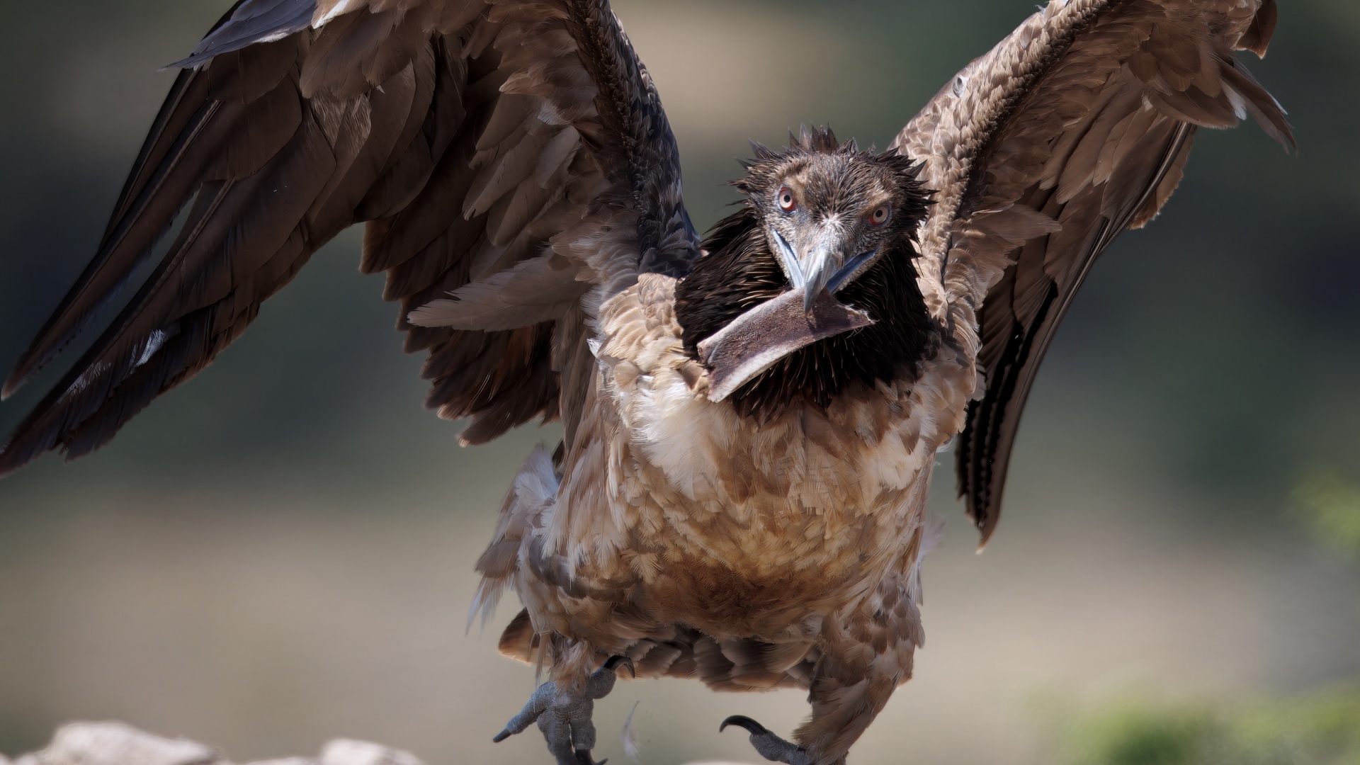 Sakallı akbaba » Bearded Vulture » Gypaetus barbatus
