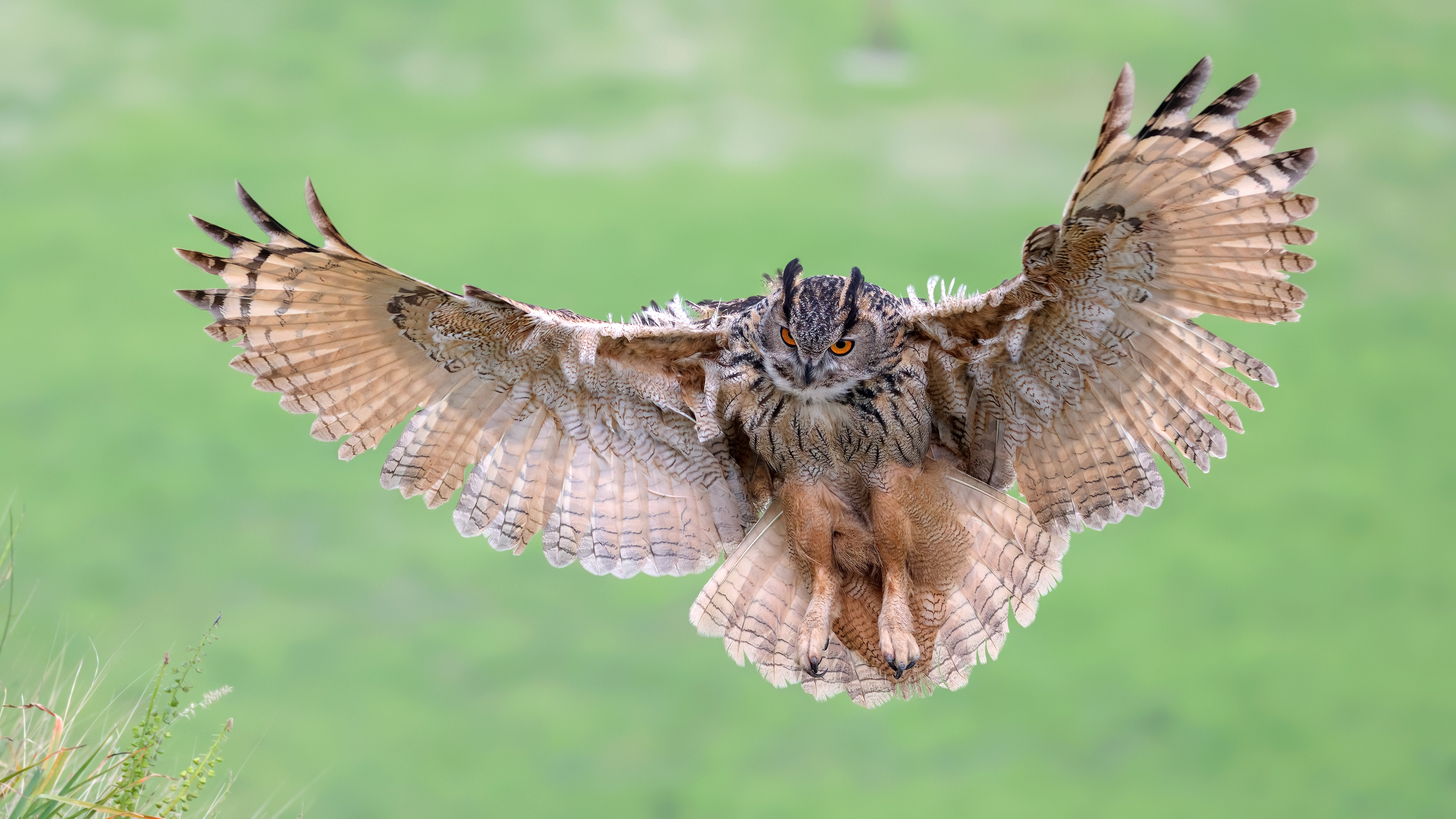 Puhu » Eurasian Eagle-Owl » Bubo bubo