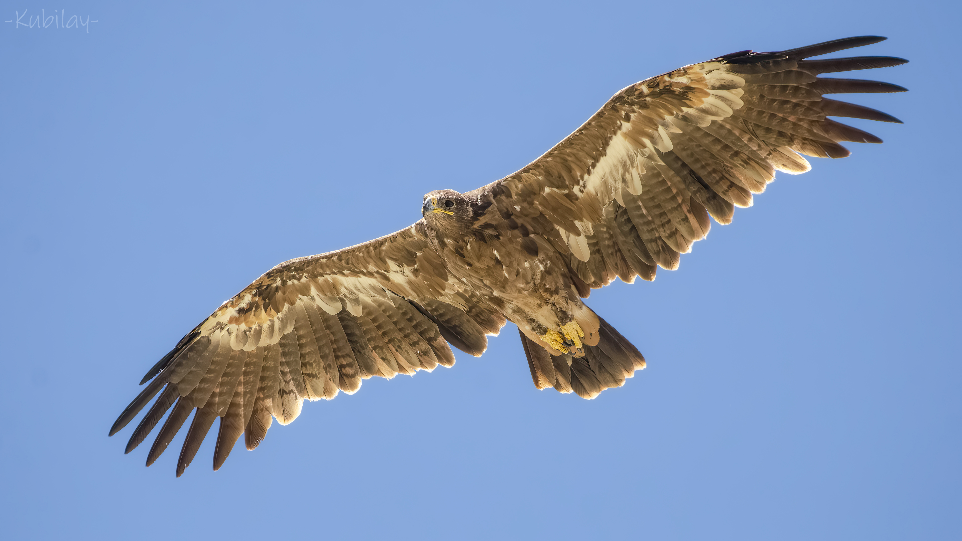 Bozkır kartalı » Steppe Eagle » Aquila nipalensis