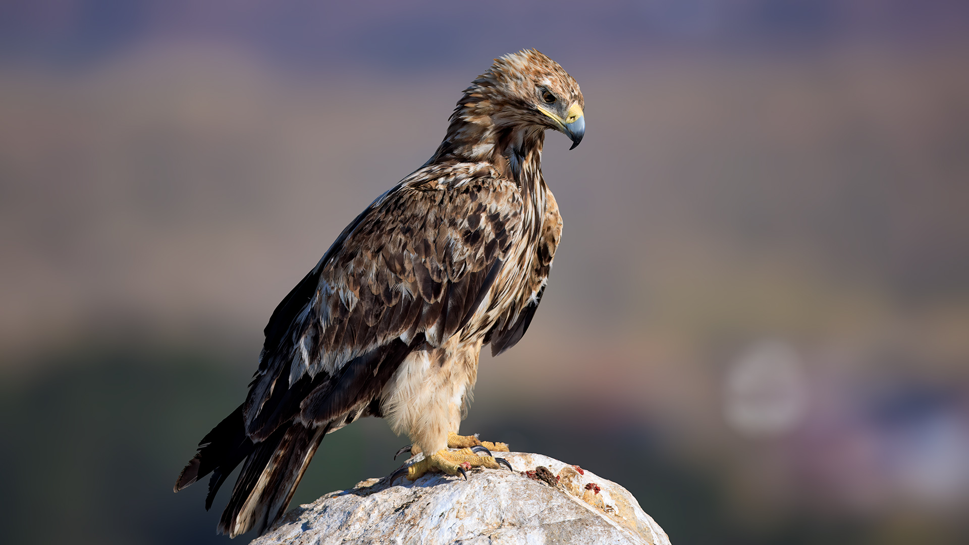 Şah kartal