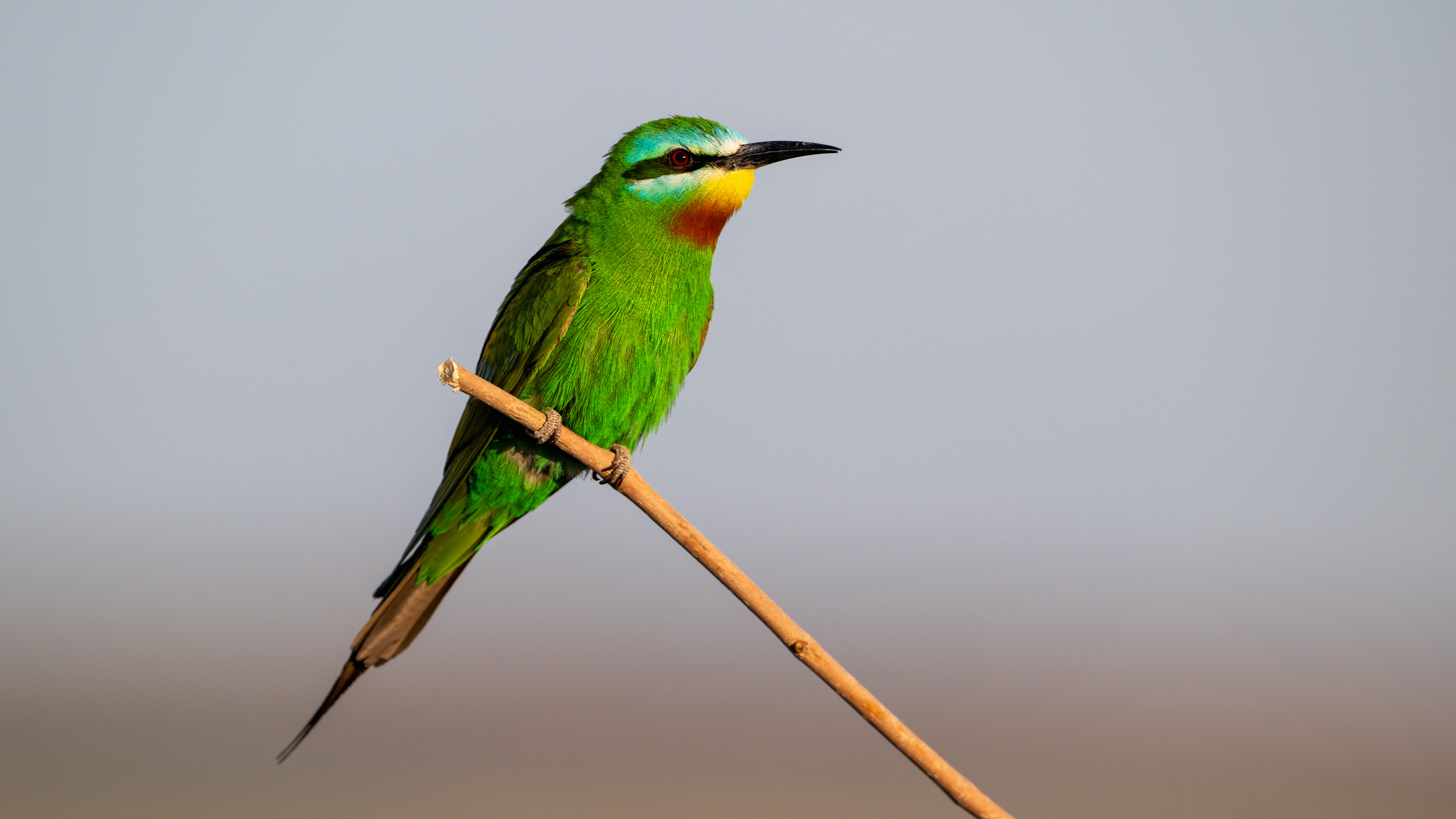 Yeşil arıkuşu » Blue-cheeked Bee-eater » Merops persicus