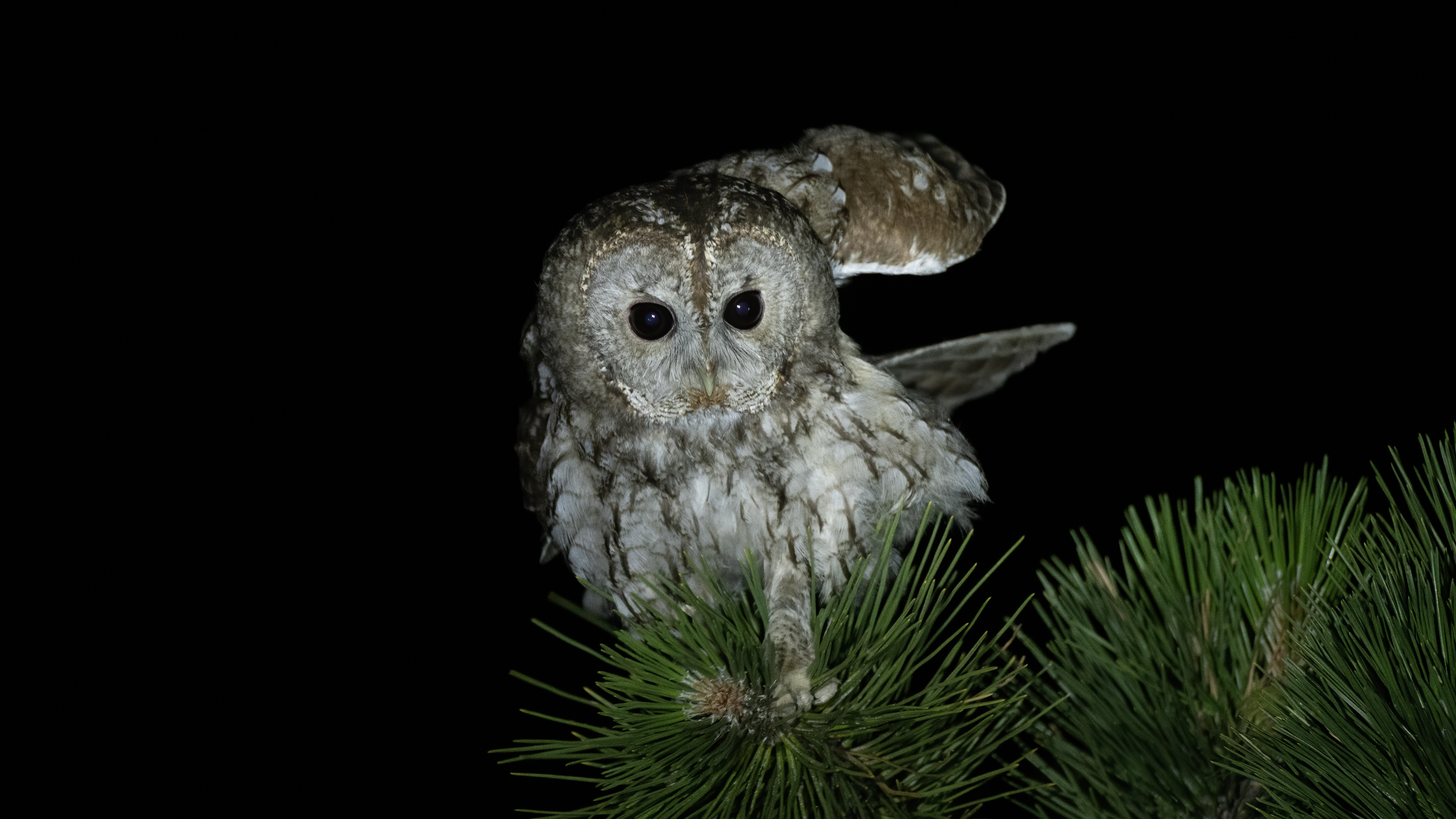 Alaca baykuş » Tawny Owl » Strix aluco