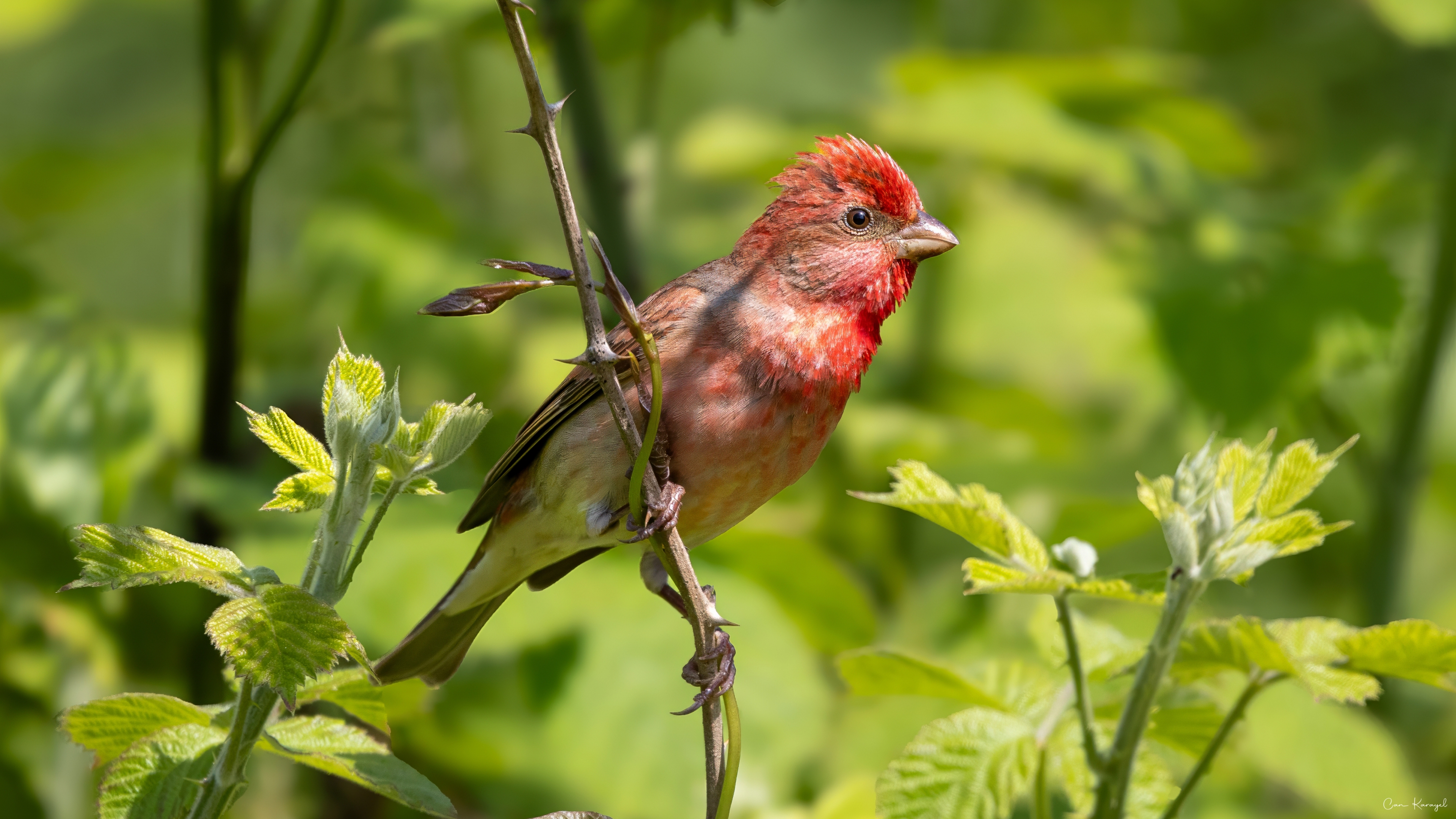Çütre » Common Rosefinch » Carpodacus erythrinus