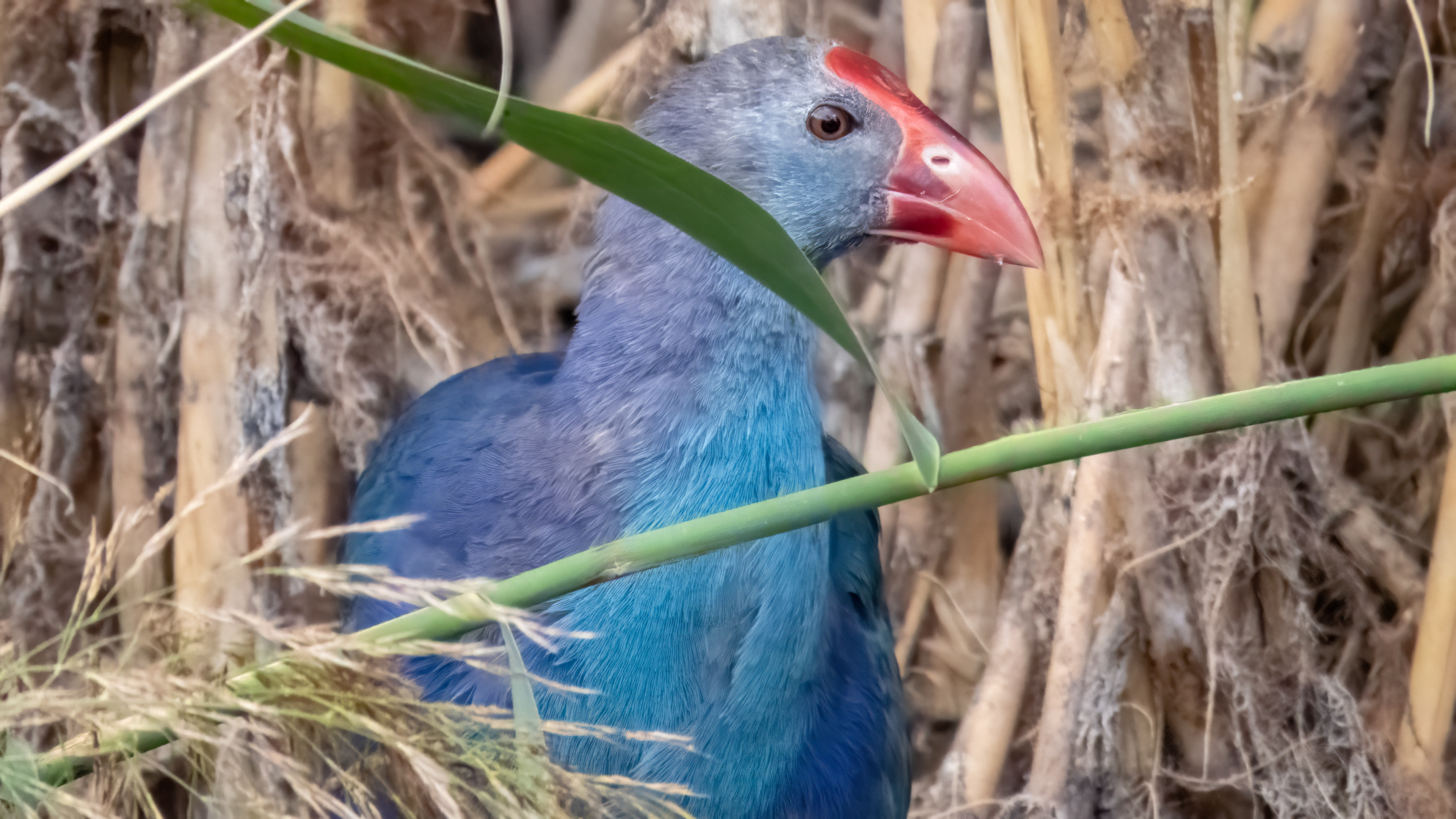 Grey-headed Swamphen
