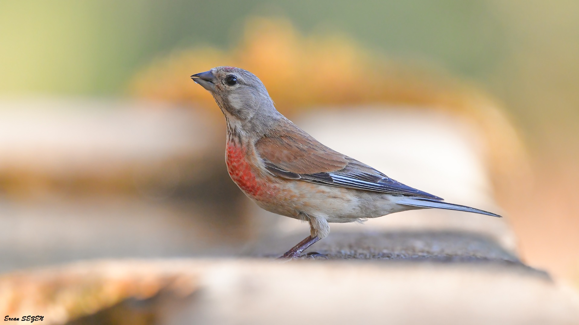 Ketenkuşu » Common Linnet » Linaria cannabina