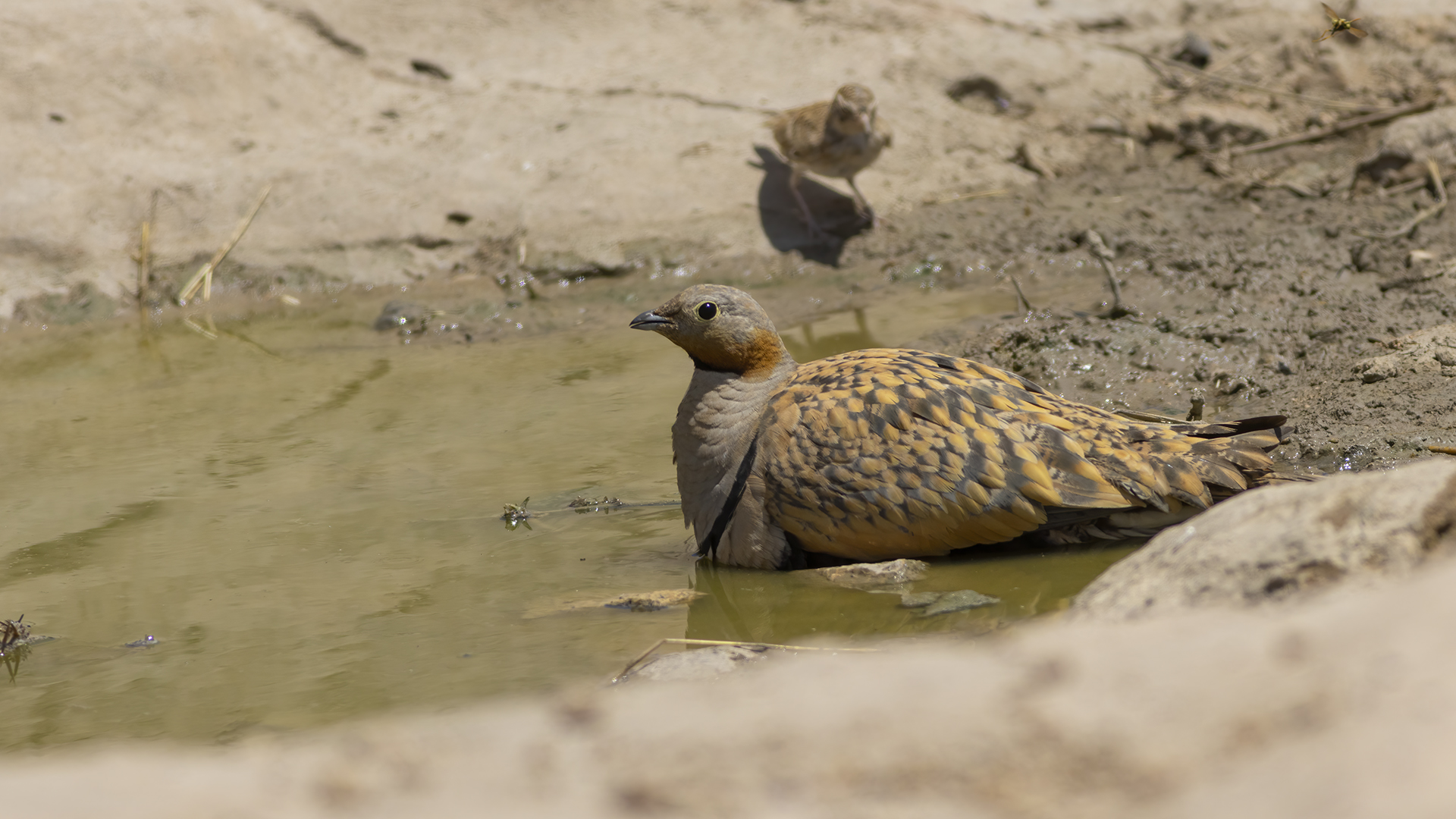 Bağırtlak » Black-bellied Sandgrouse » Pterocles orientalis