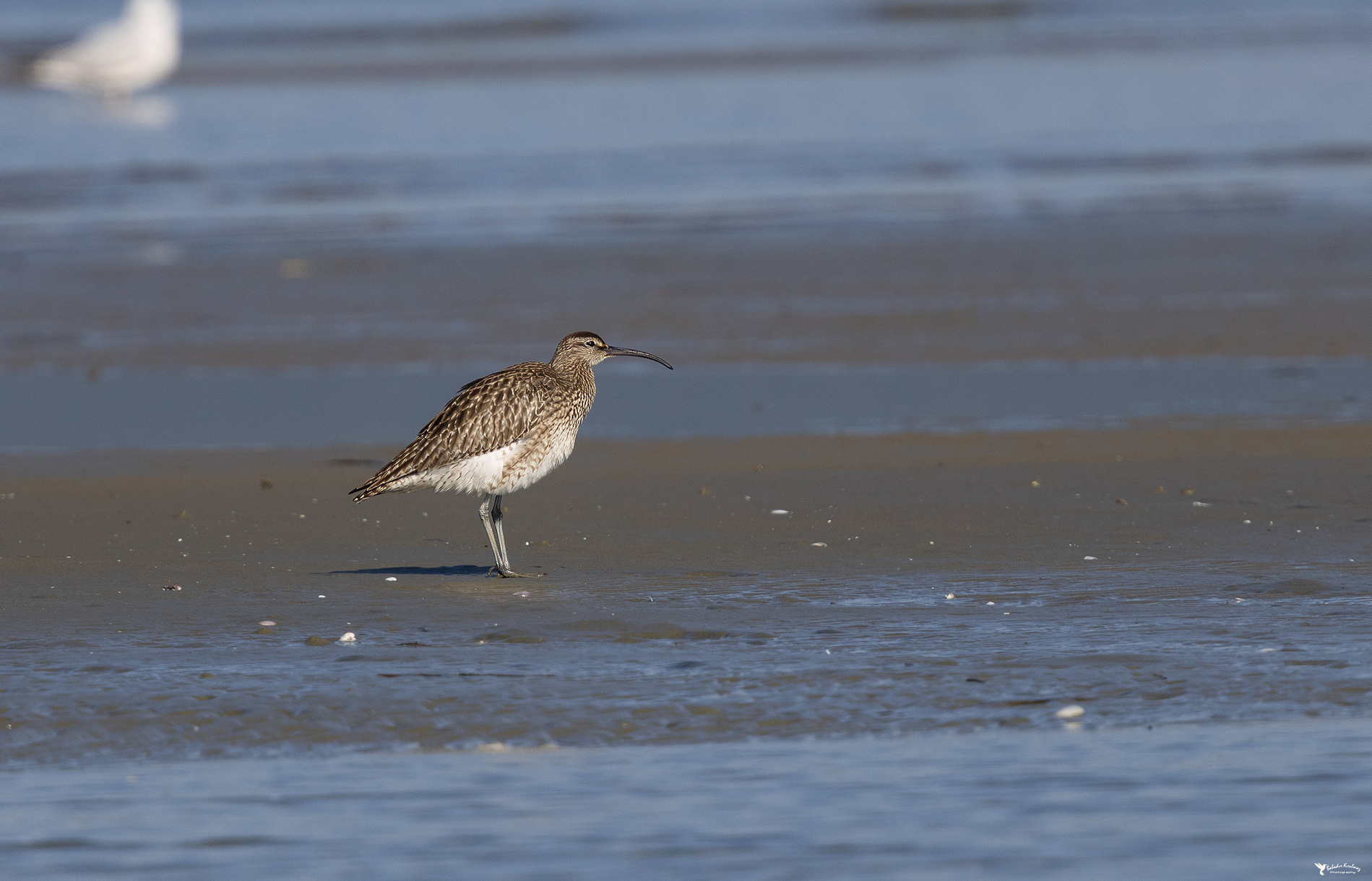 Eurasian Whimbrel