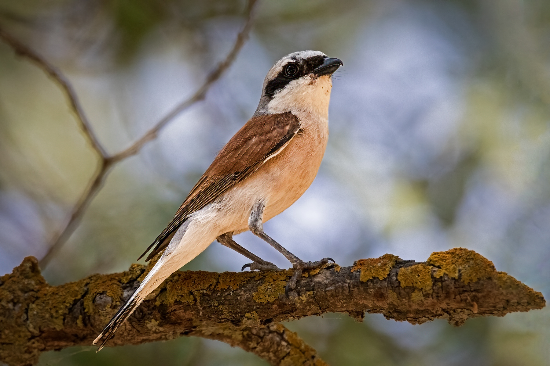 Red-backed Shrike