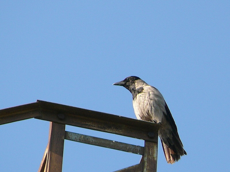 Leş kargası