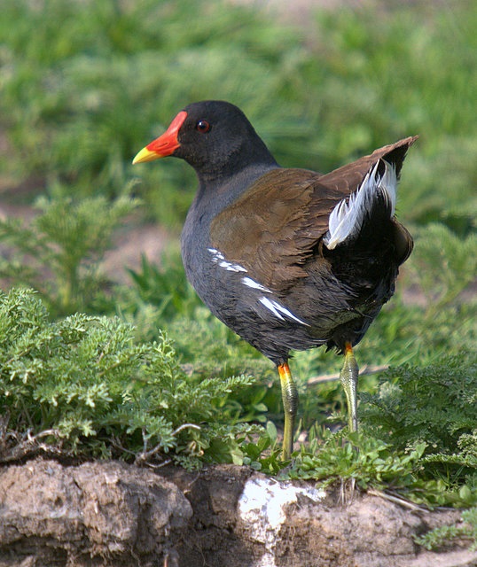 Sutavuğu