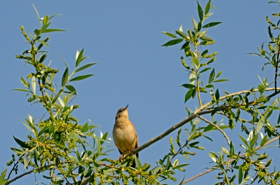 Çalıbülbülü