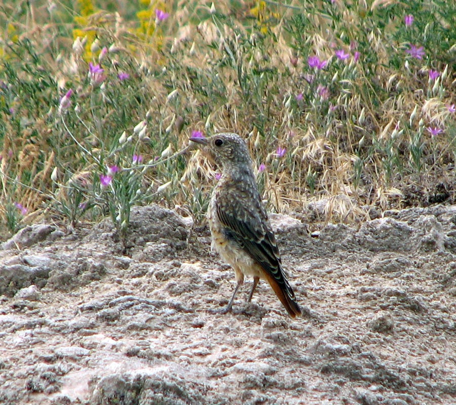 Taşkızılı