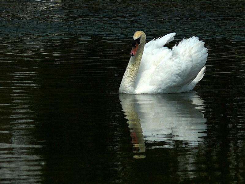 Kuğu