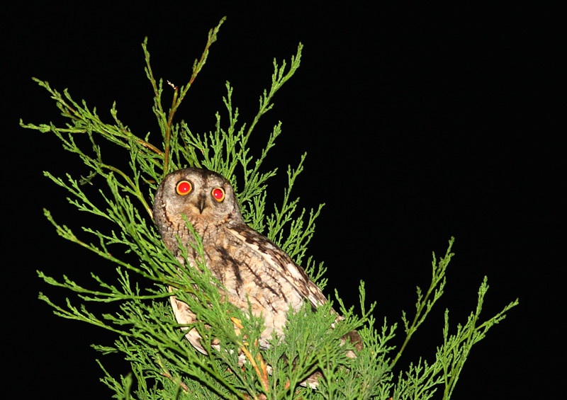 İshakkuşu