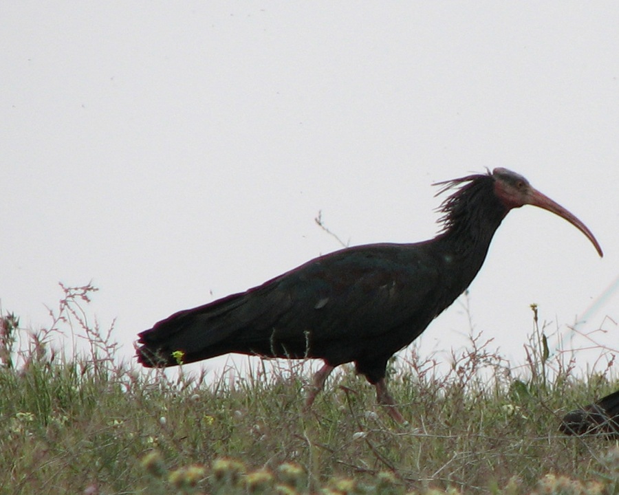 Kelaynak