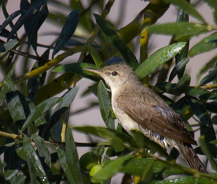 Zeytin mukallidi