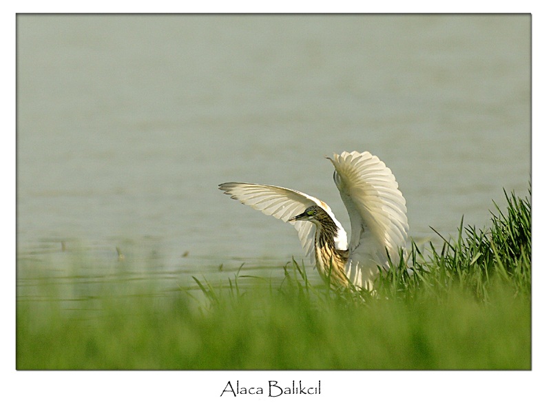 Alaca balıkçıl