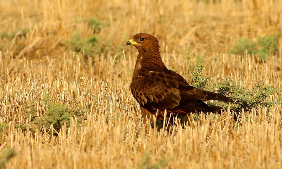 Arı şahini