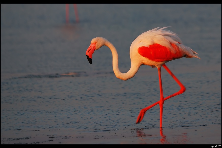 Flamingo