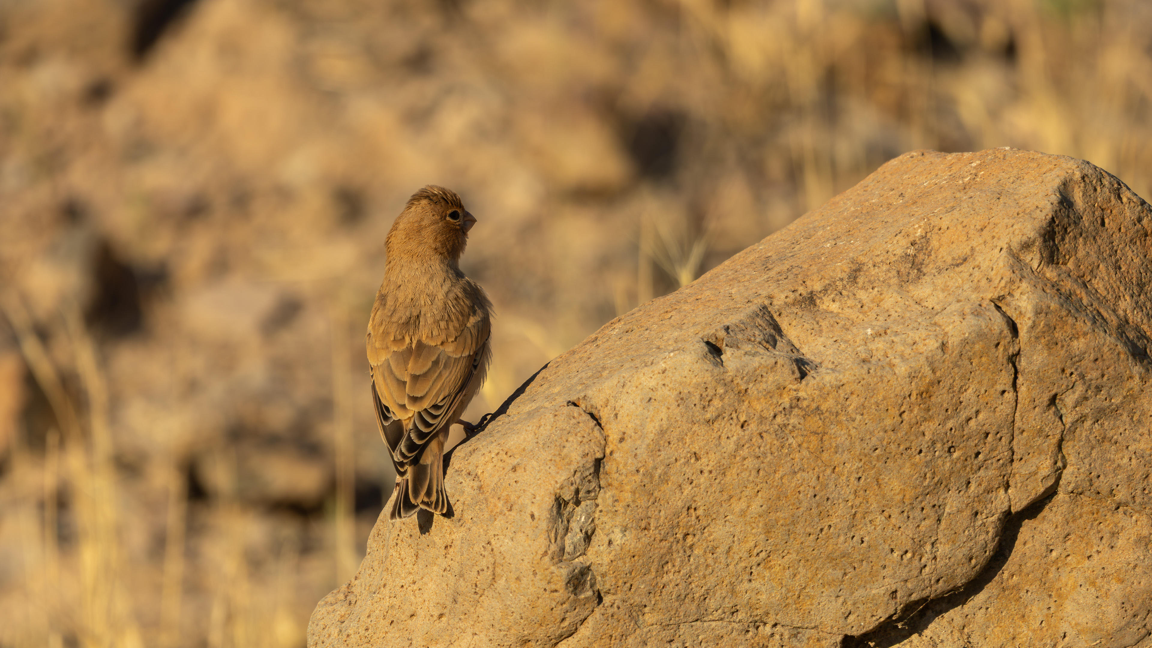 Küçük alamecek » Trumpeter Finch » Bucanetes githagineus