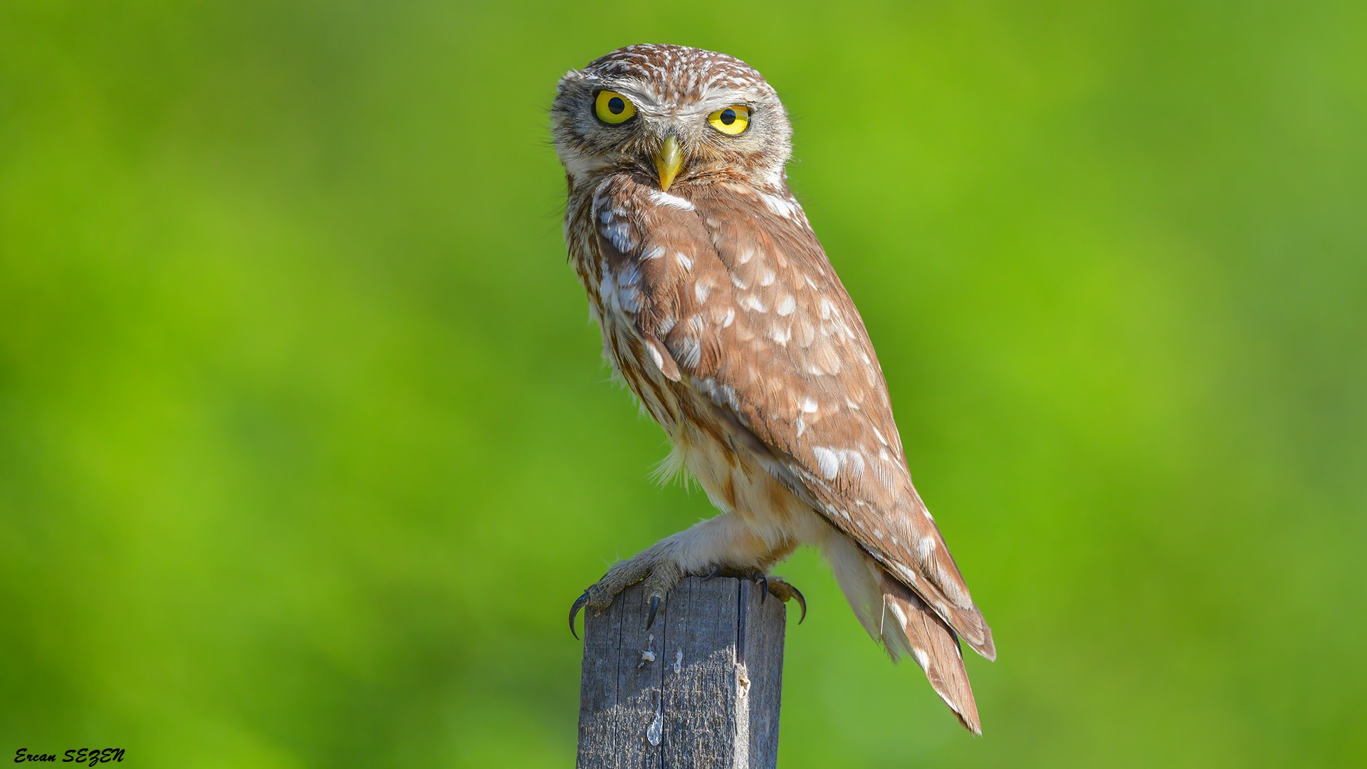 Kukumav » Little Owl » Athene noctua