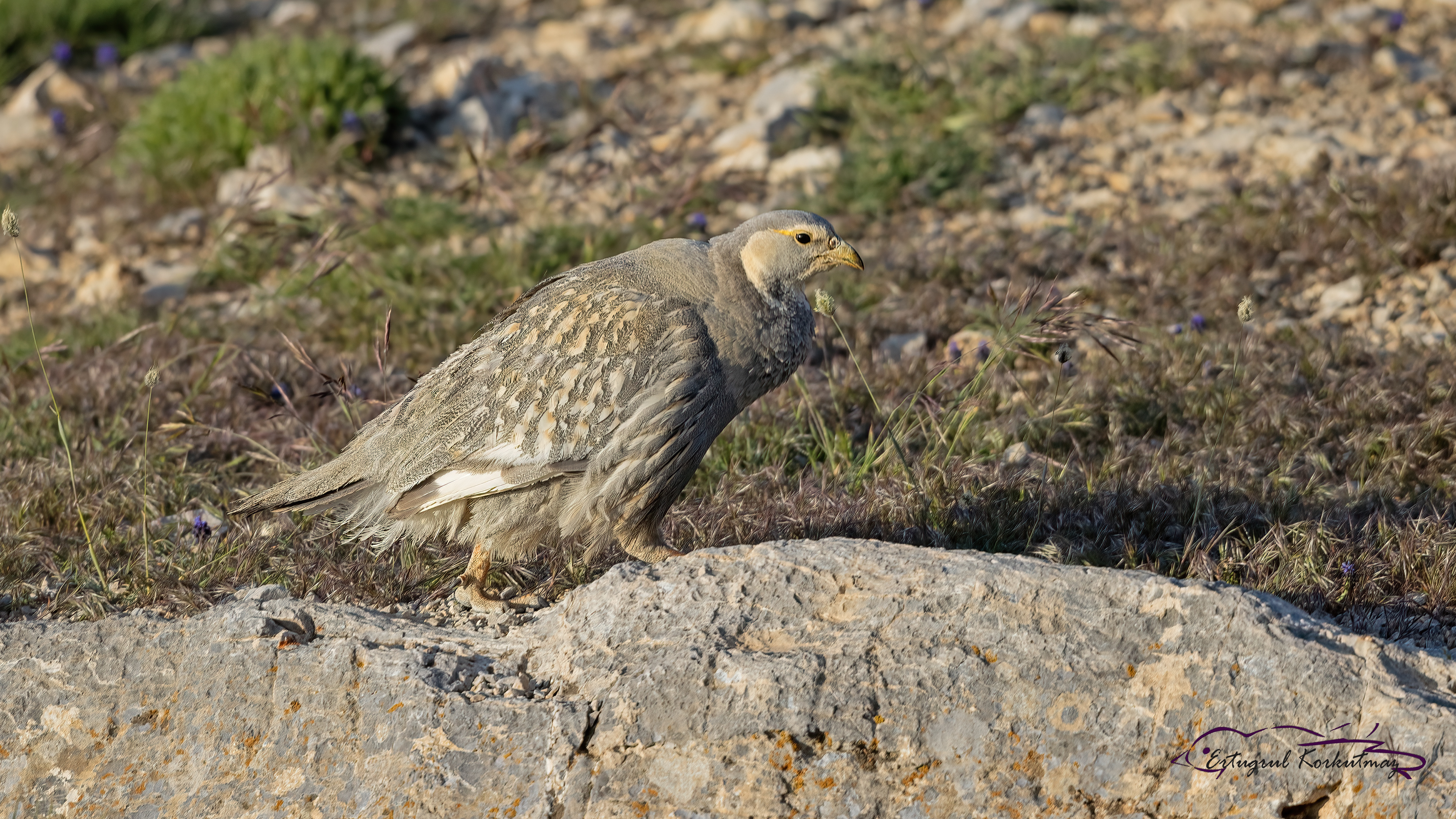 Caspian Snowcock