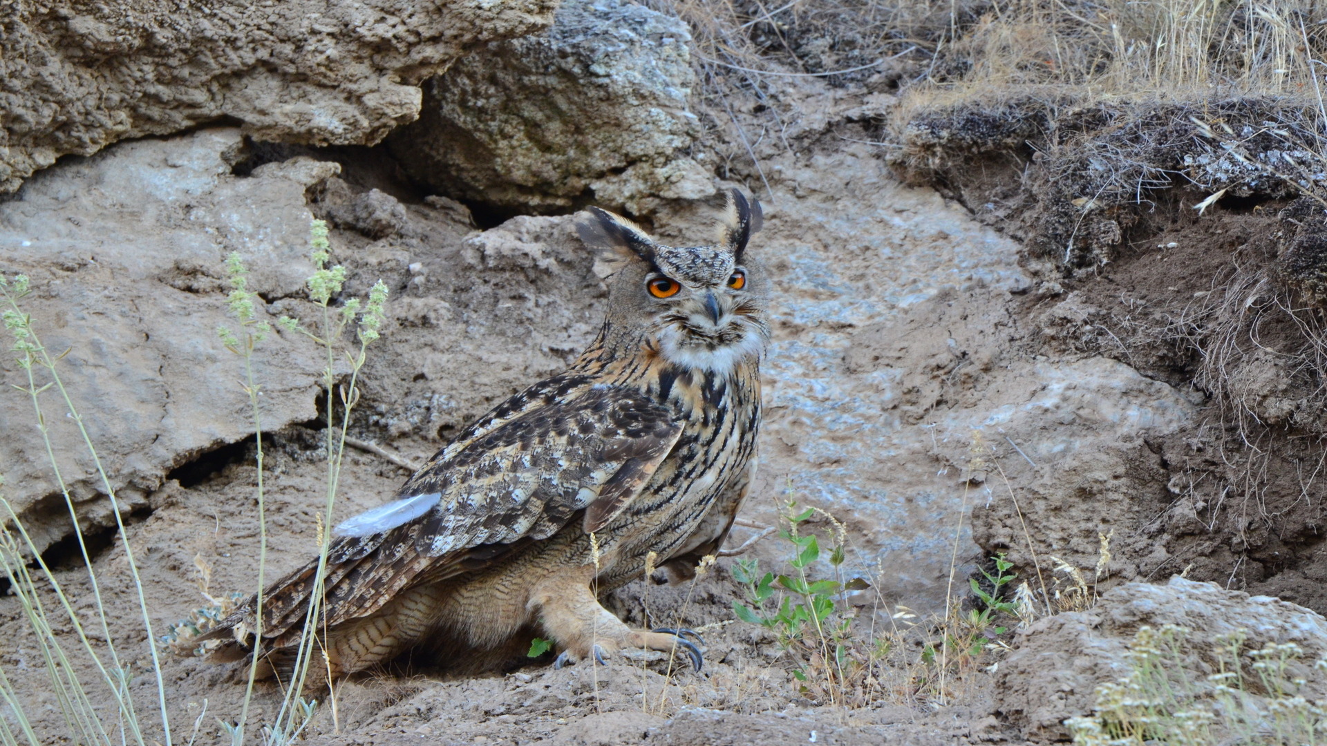 Puhu » Eurasian Eagle-Owl » Bubo bubo