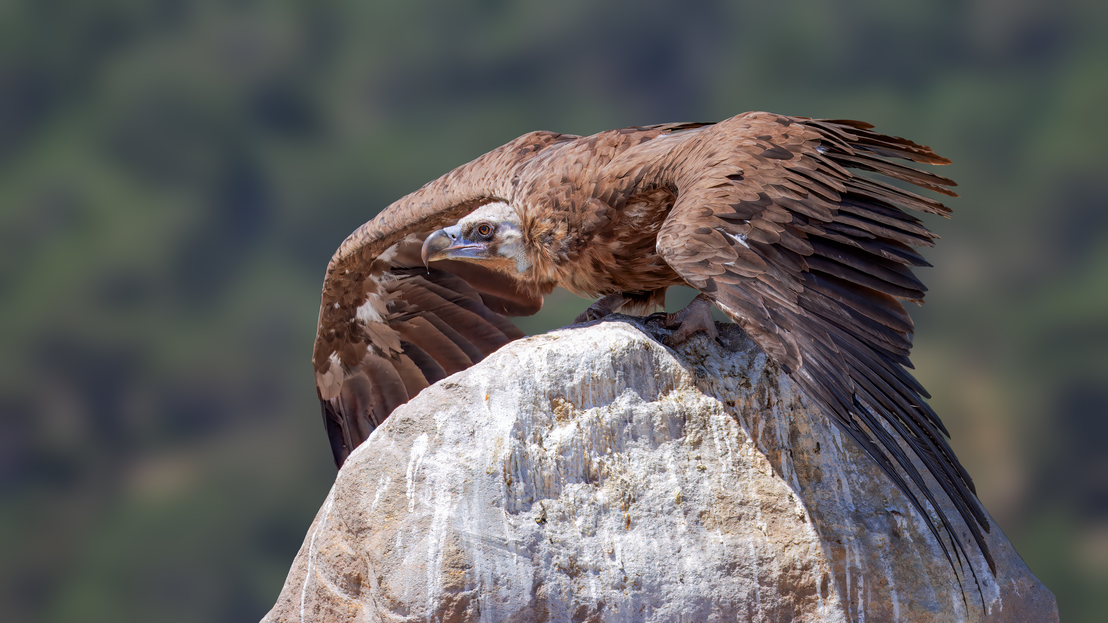 Kara akbaba » Cinereous Vulture » Aegypius monachus