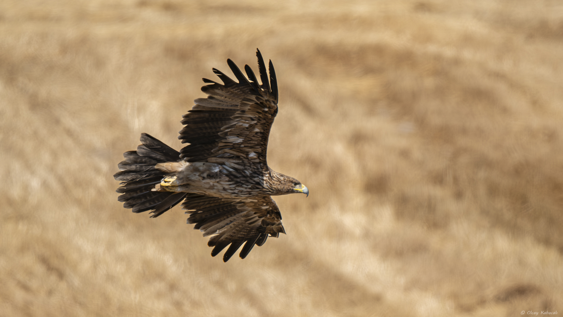Şah kartal » Eastern Imperial Eagle » Aquila heliaca