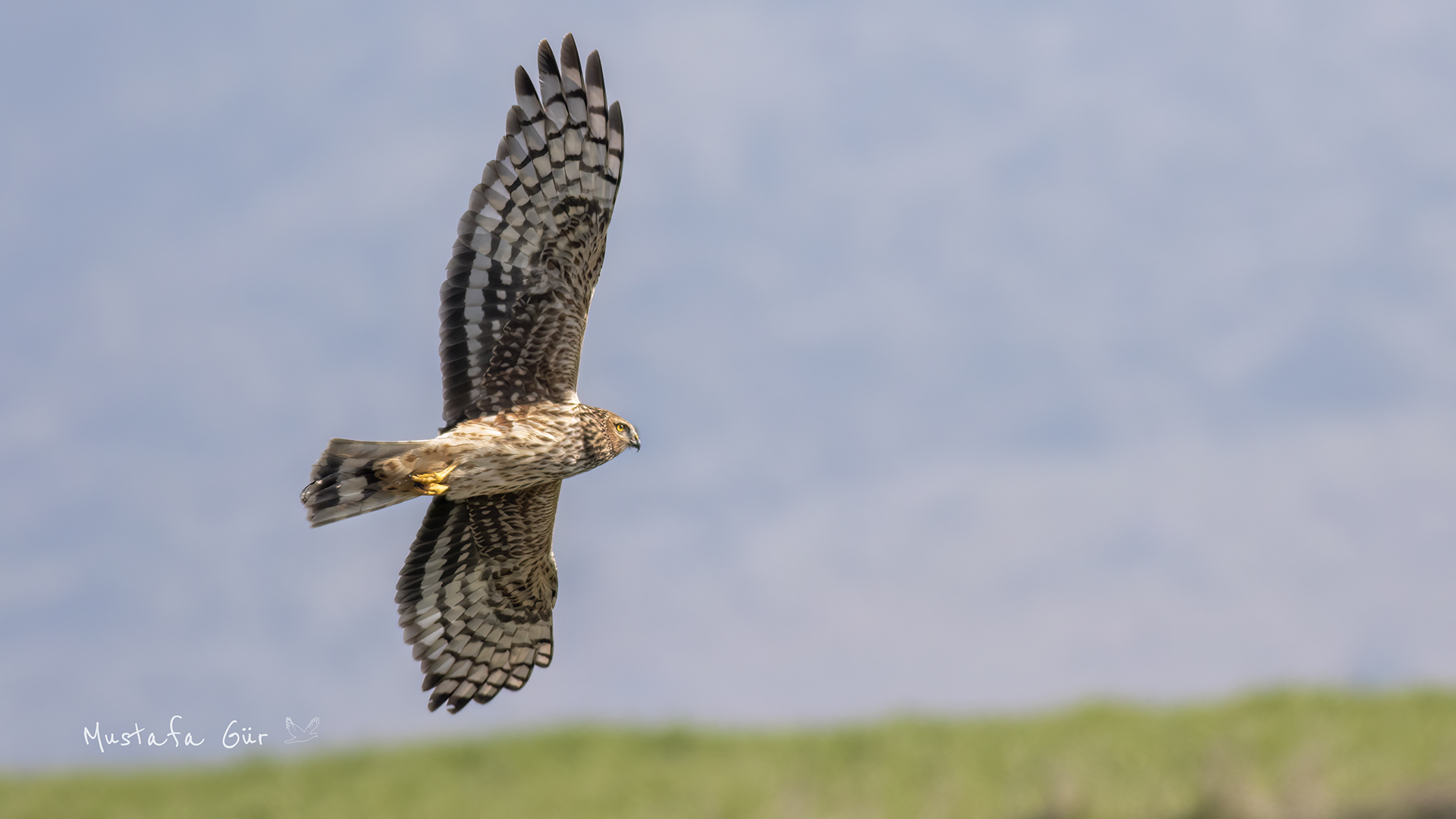Gökçe delice » Hen Harrier » Circus cyaneus