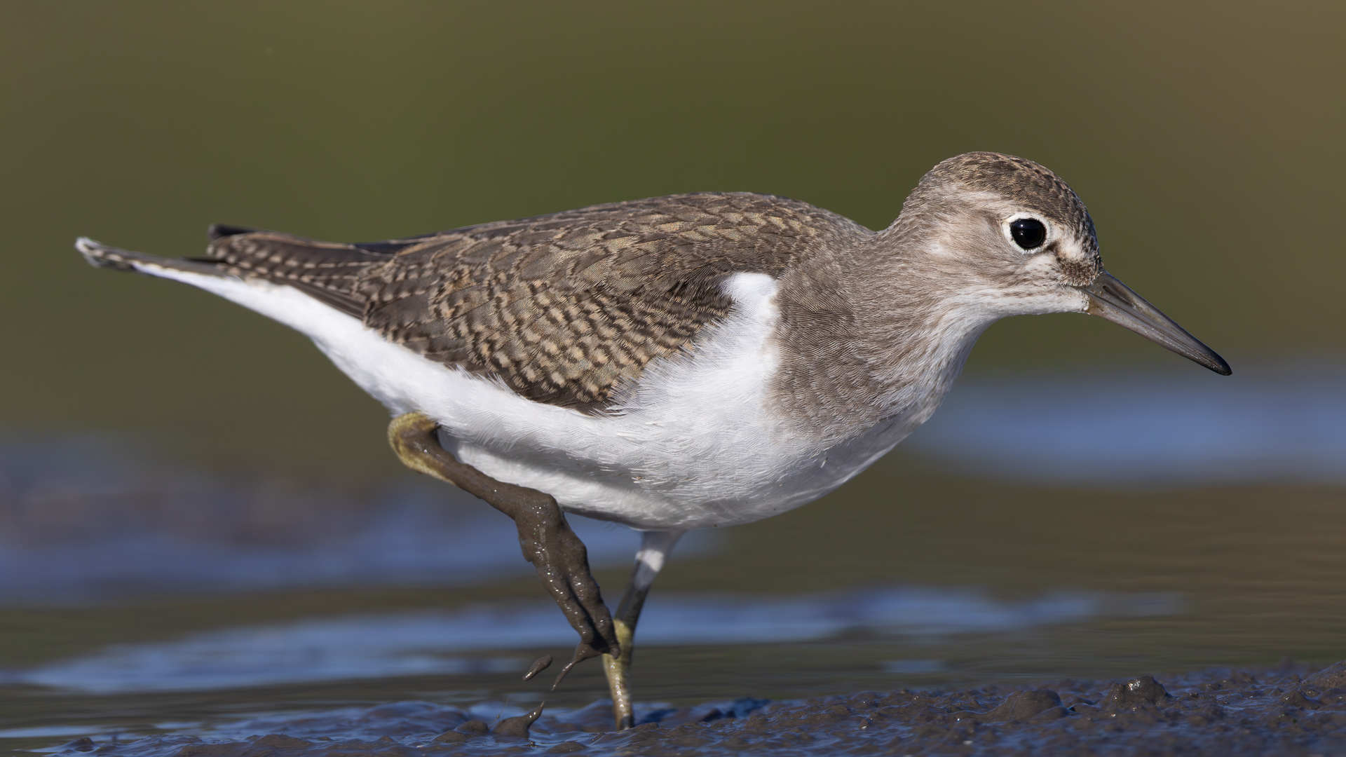 Dere düdükçünü » Common Sandpiper » Actitis hypoleucos