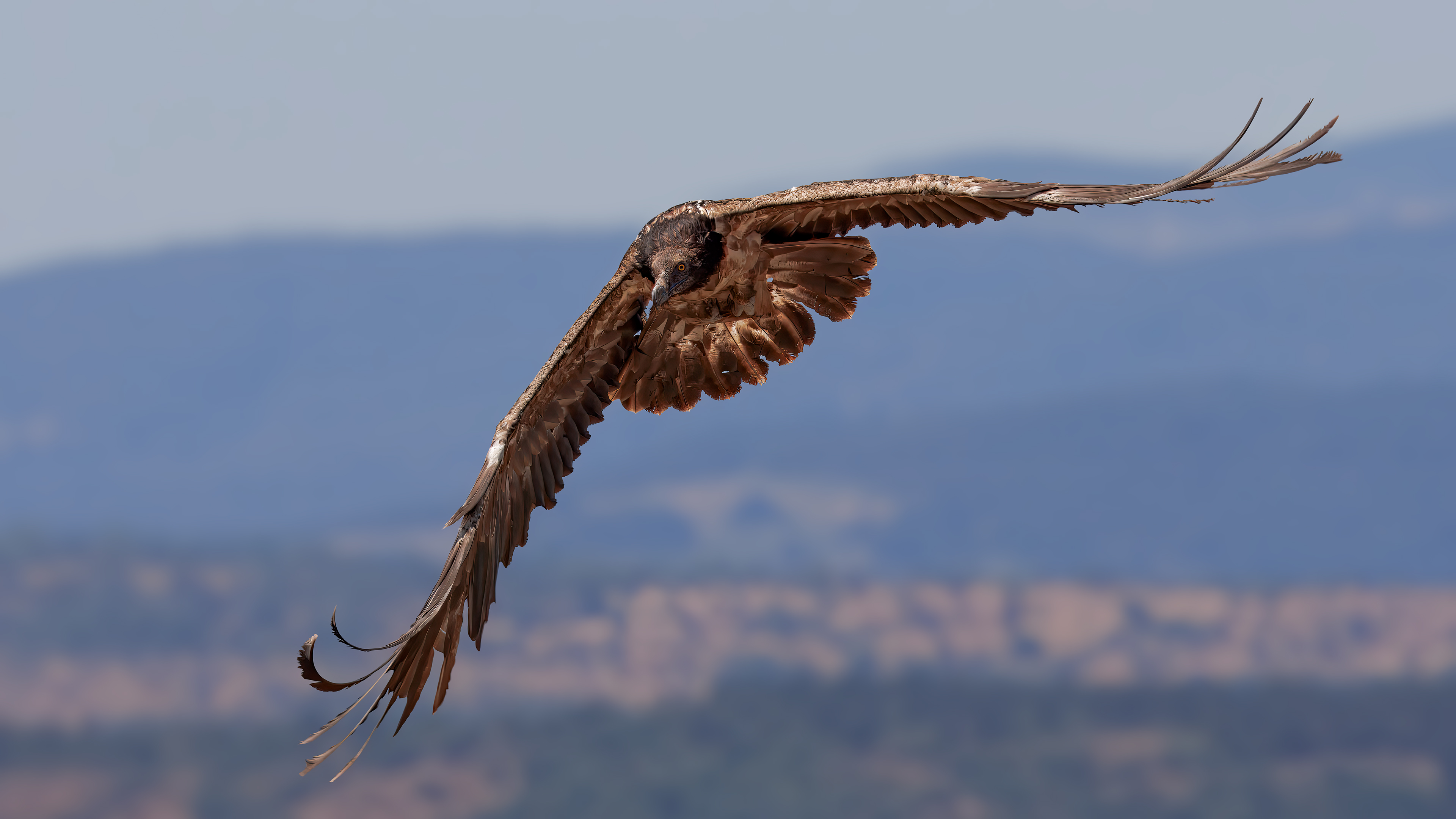 Sakallı akbaba » Bearded Vulture » Gypaetus barbatus