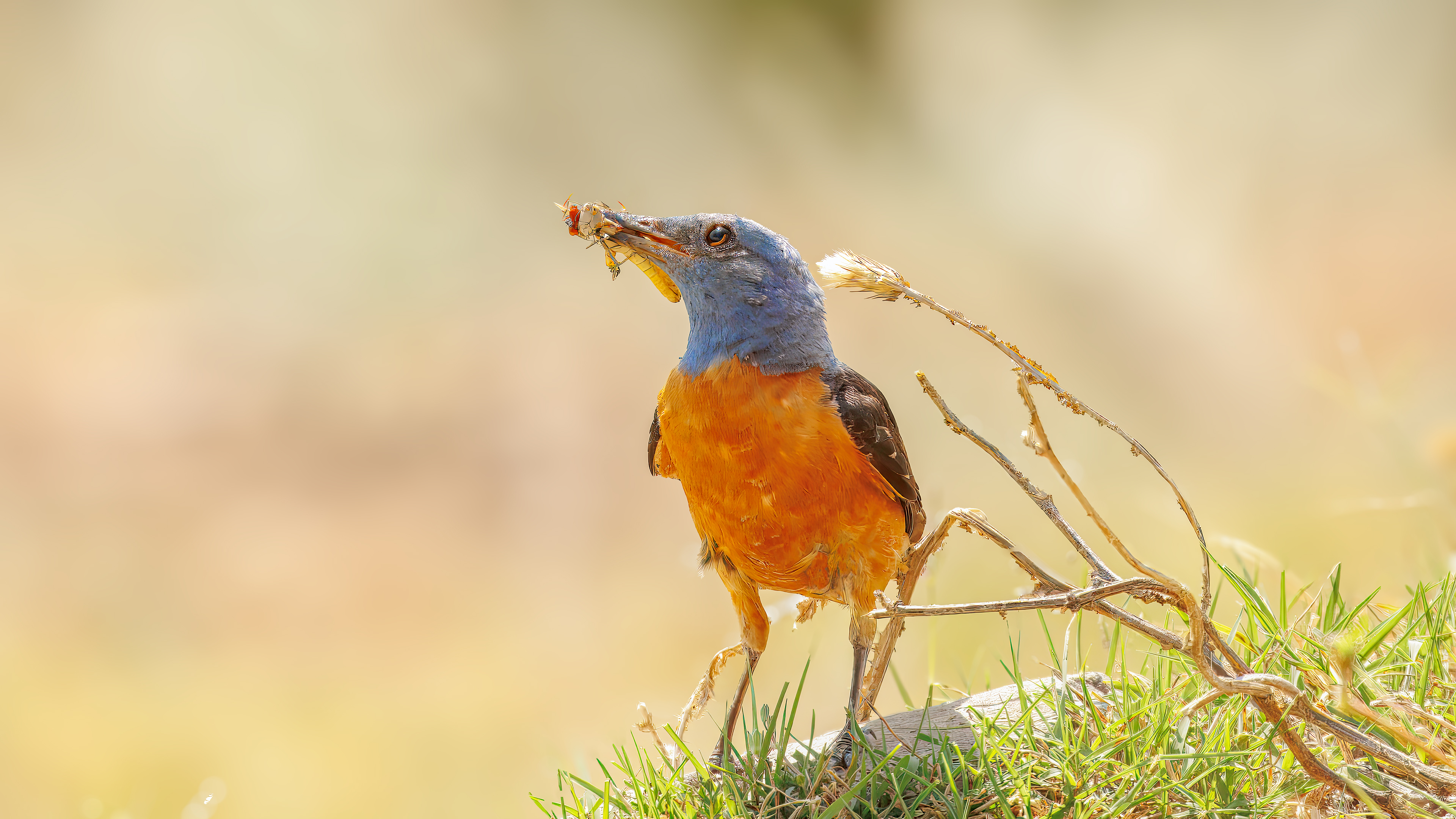 Taşkızılı » Common Rock Thrush » Monticola saxatilis