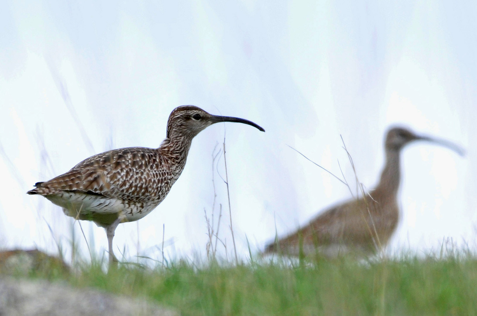 Eurasian Whimbrel