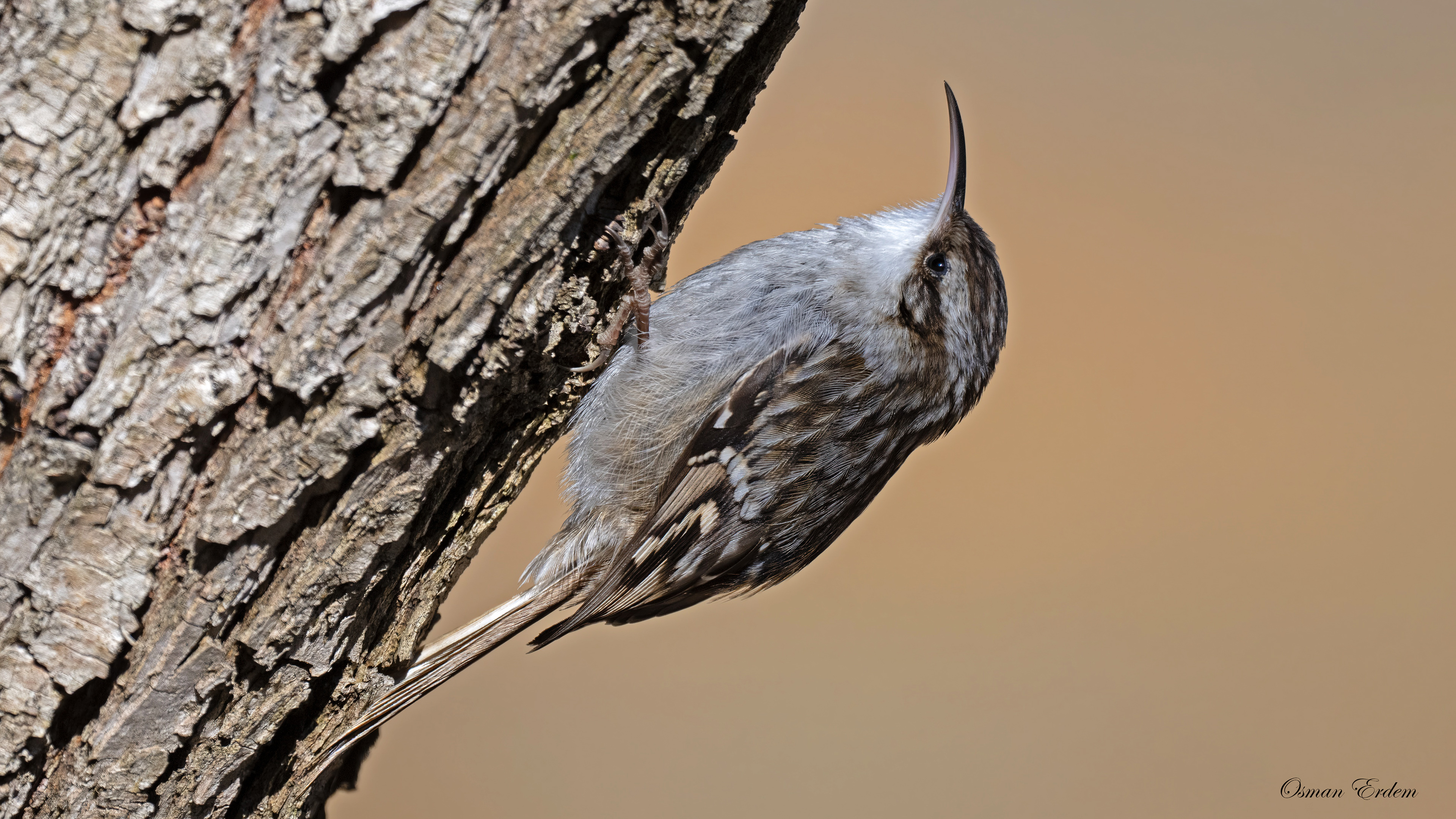 Short-toed Treecreeper